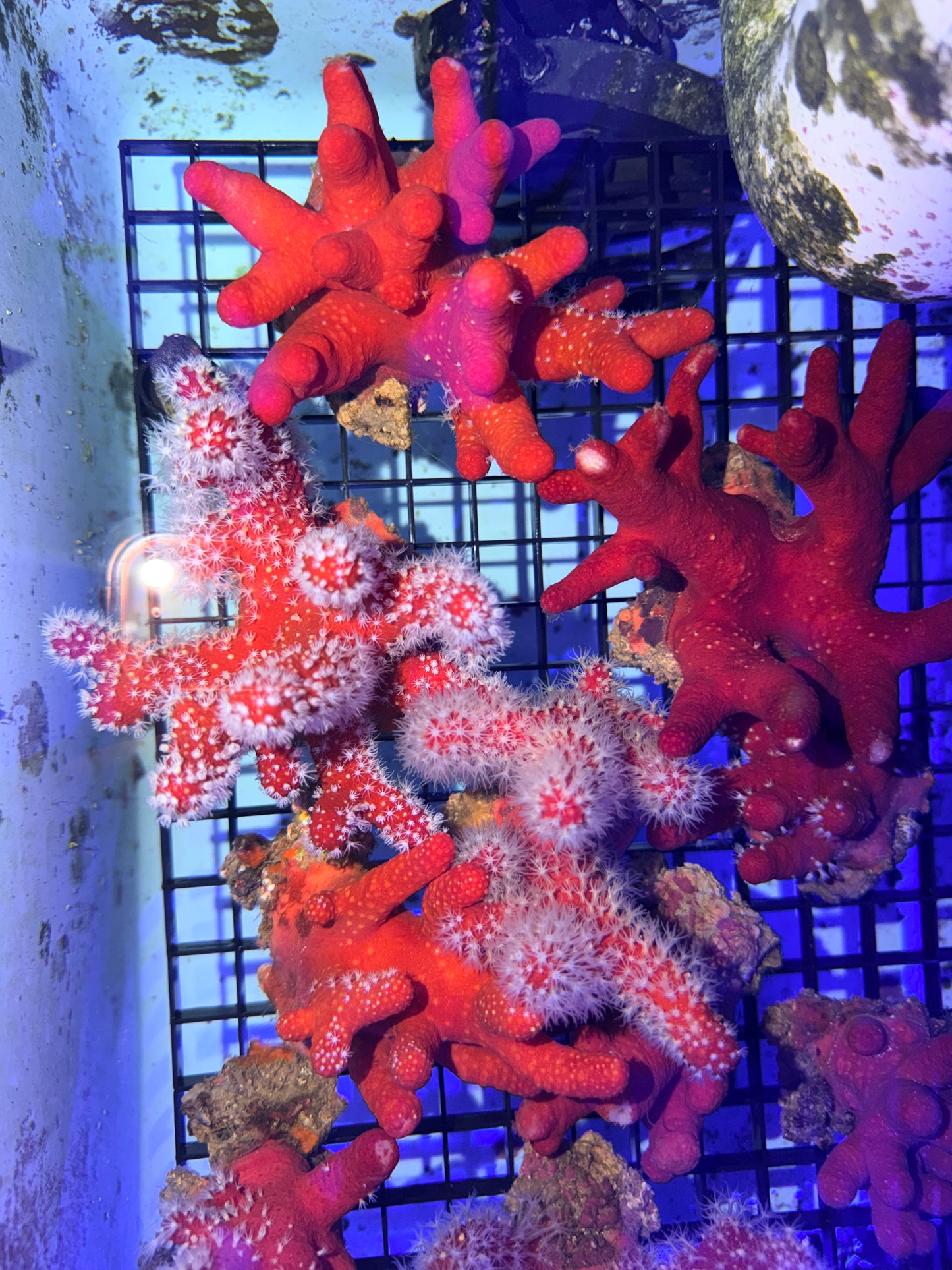 Paraminabea Rubeusa