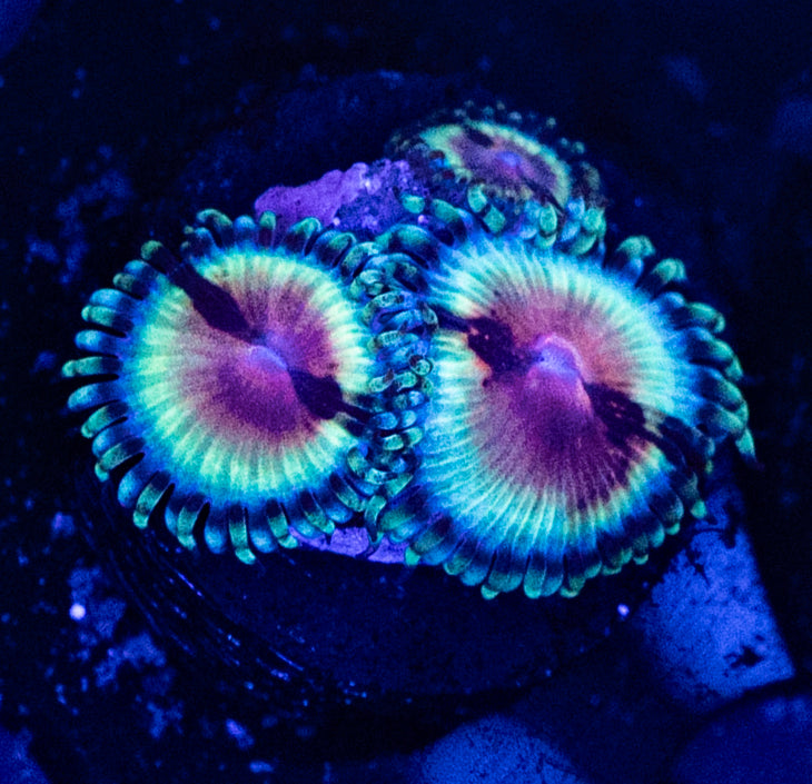 JF Bloodshot Zoa ( 2 polyps with a baby )