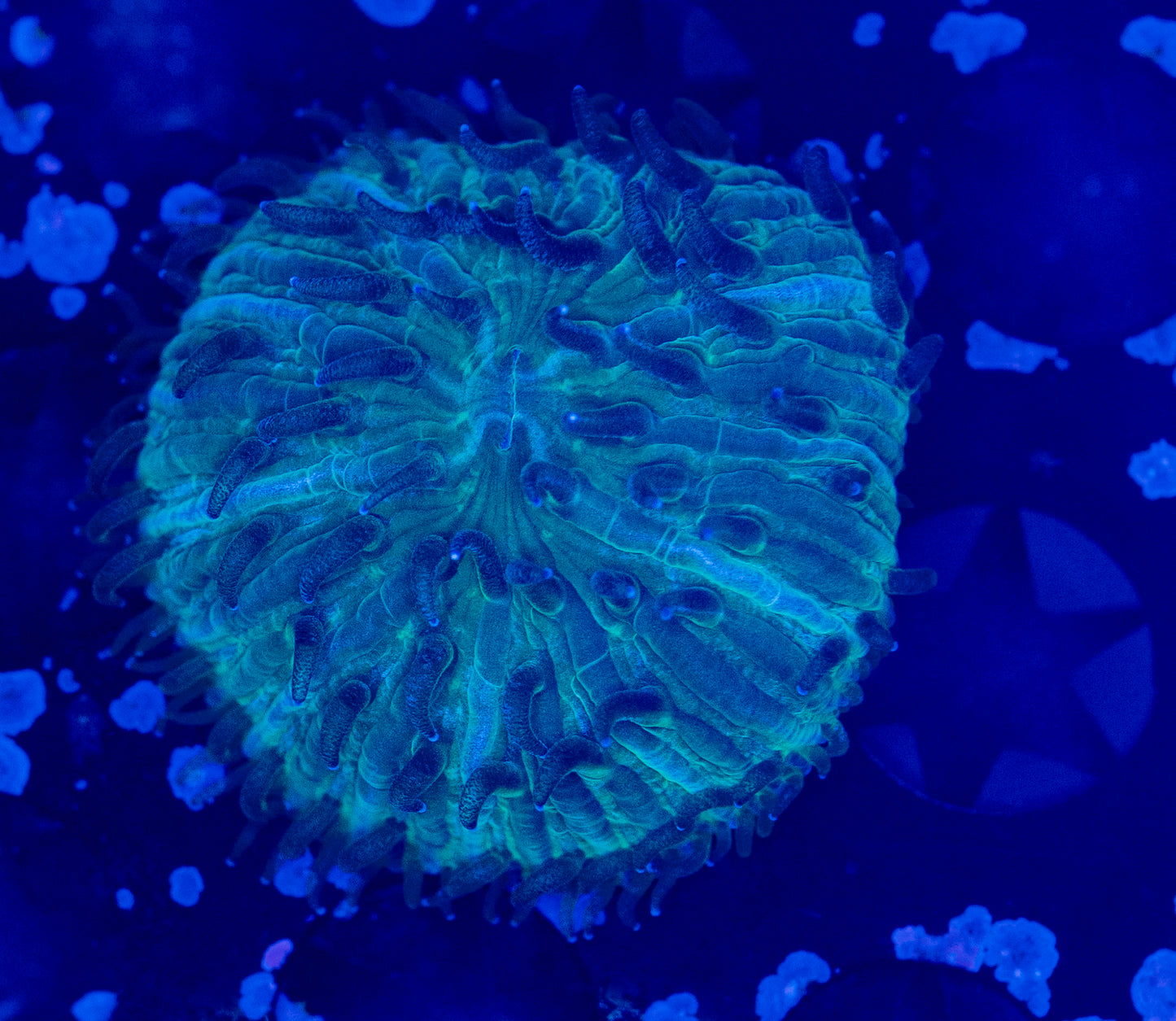 Aquaculture Plate coral WYSIWYG-E49