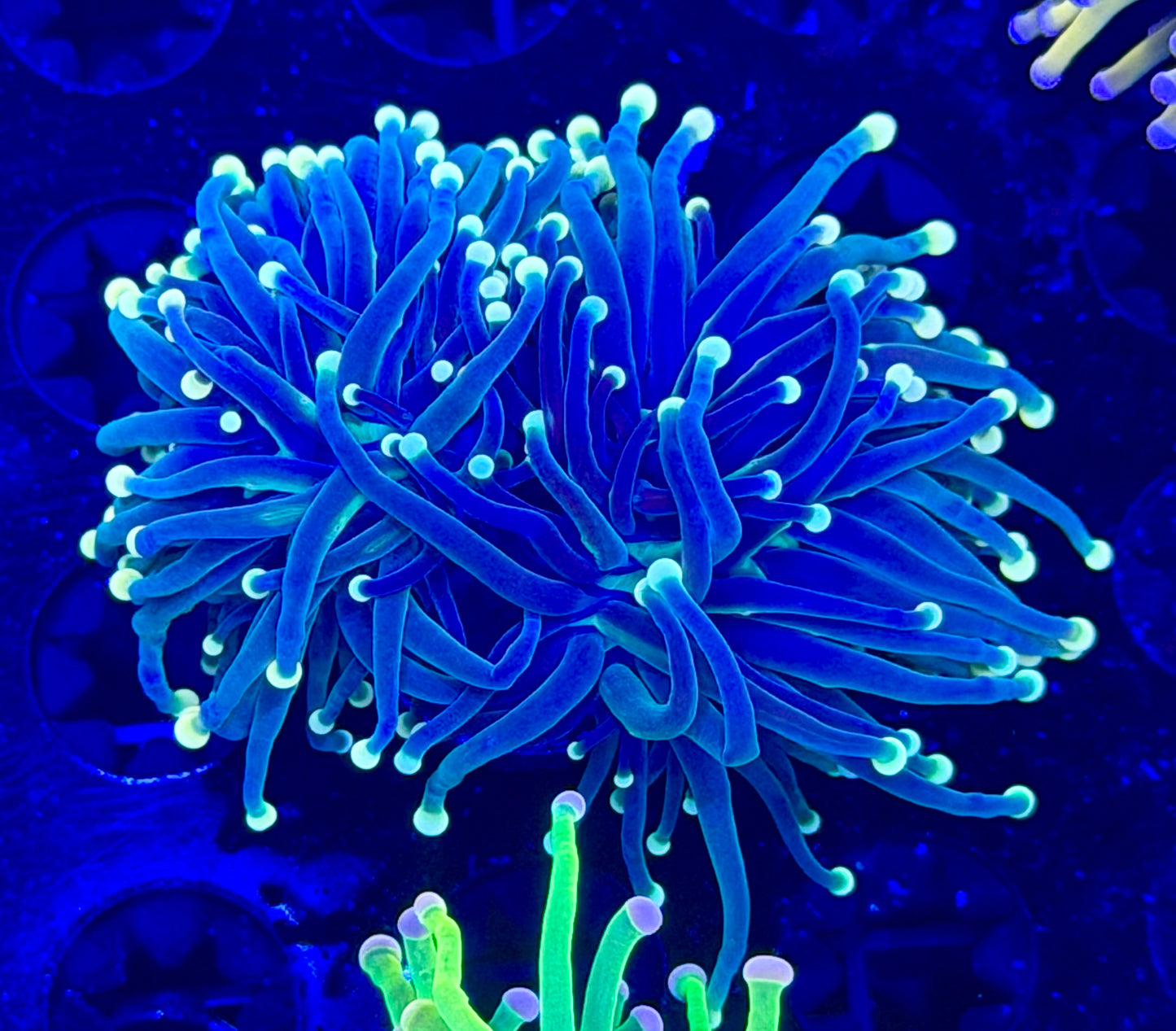 Yellow tips torch WYSIWYG-N05