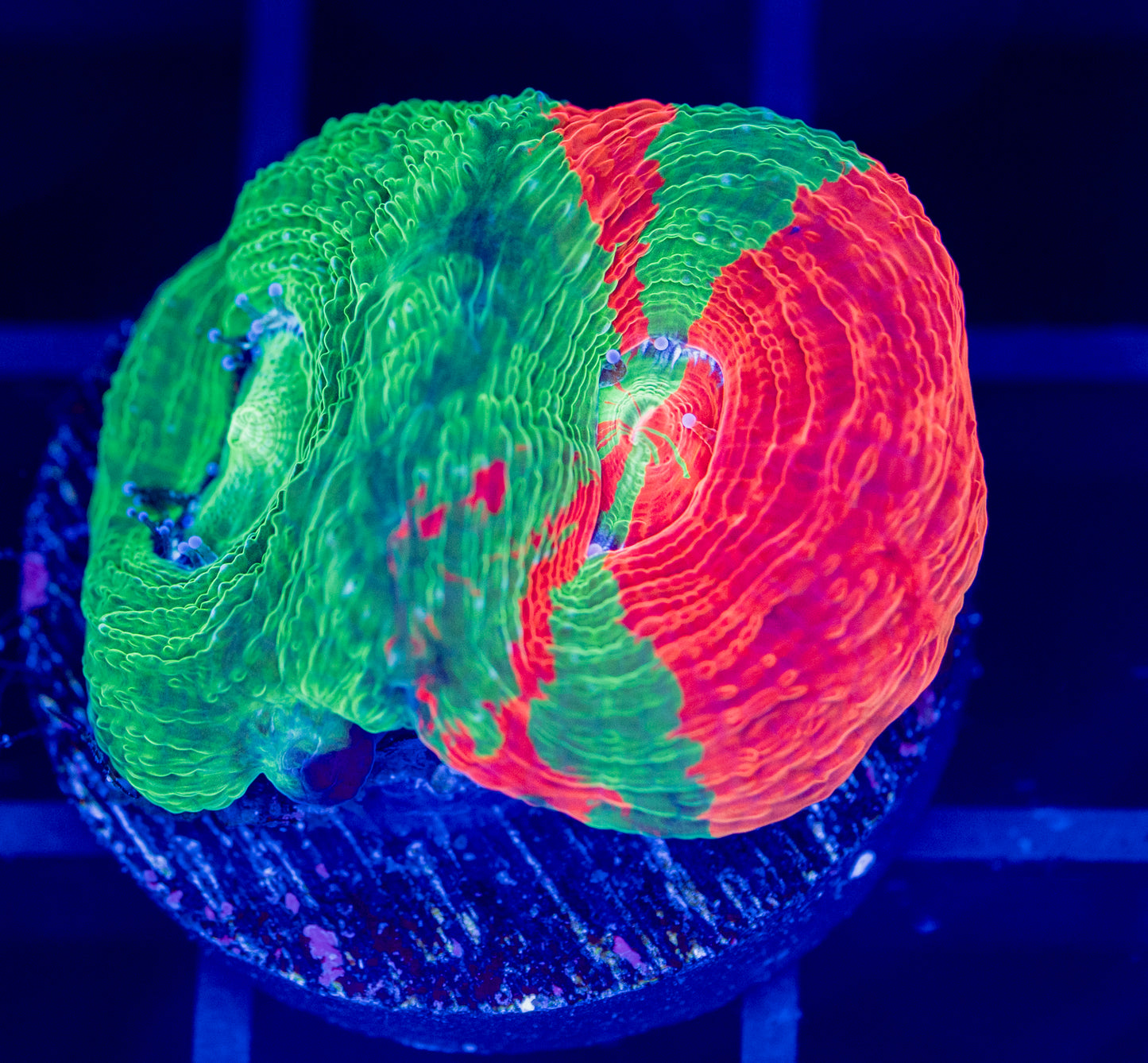 Bleeding Apple Bowerbanki