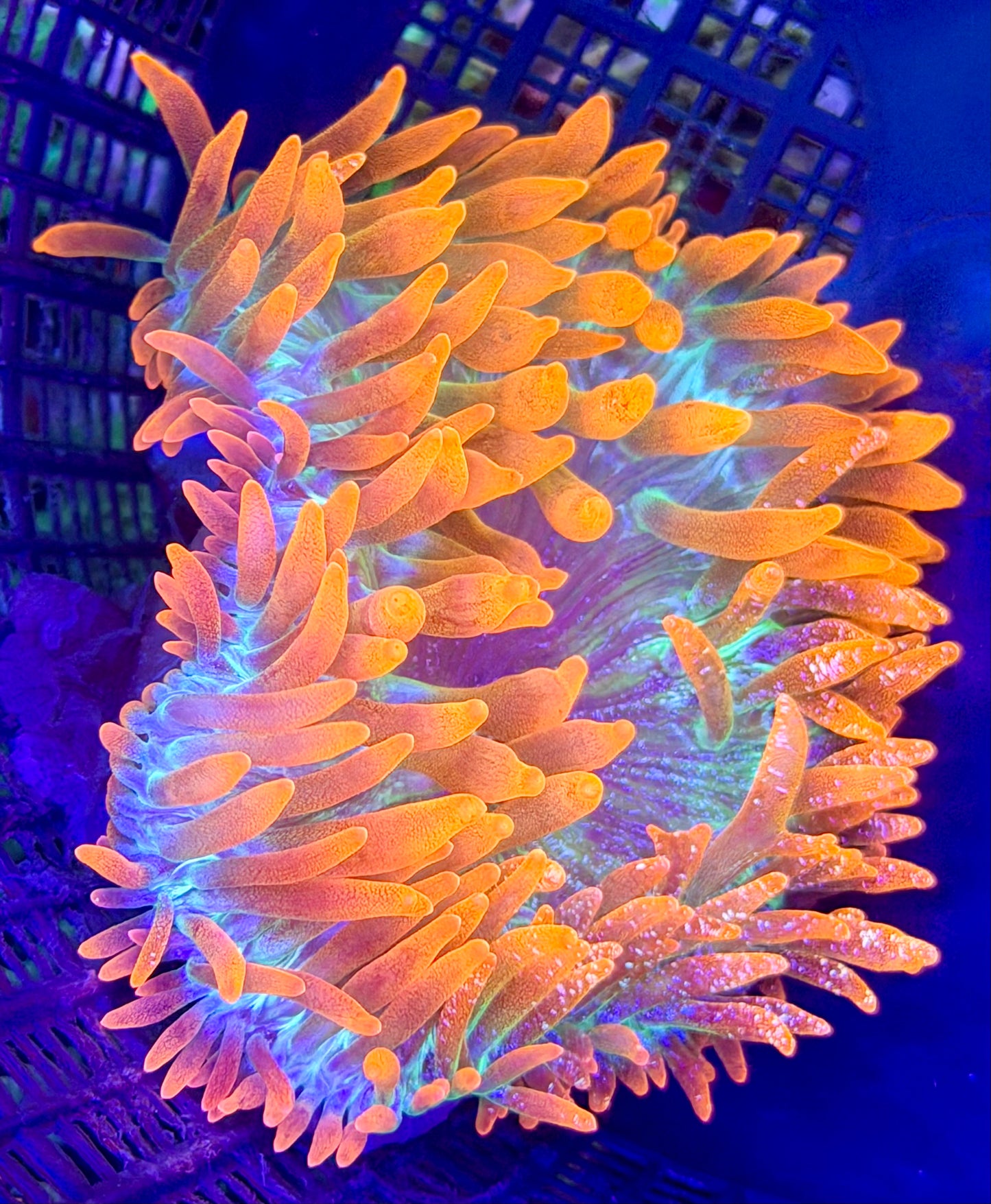 RAS Tokyo Sunset bubble tips (glitter )anemone