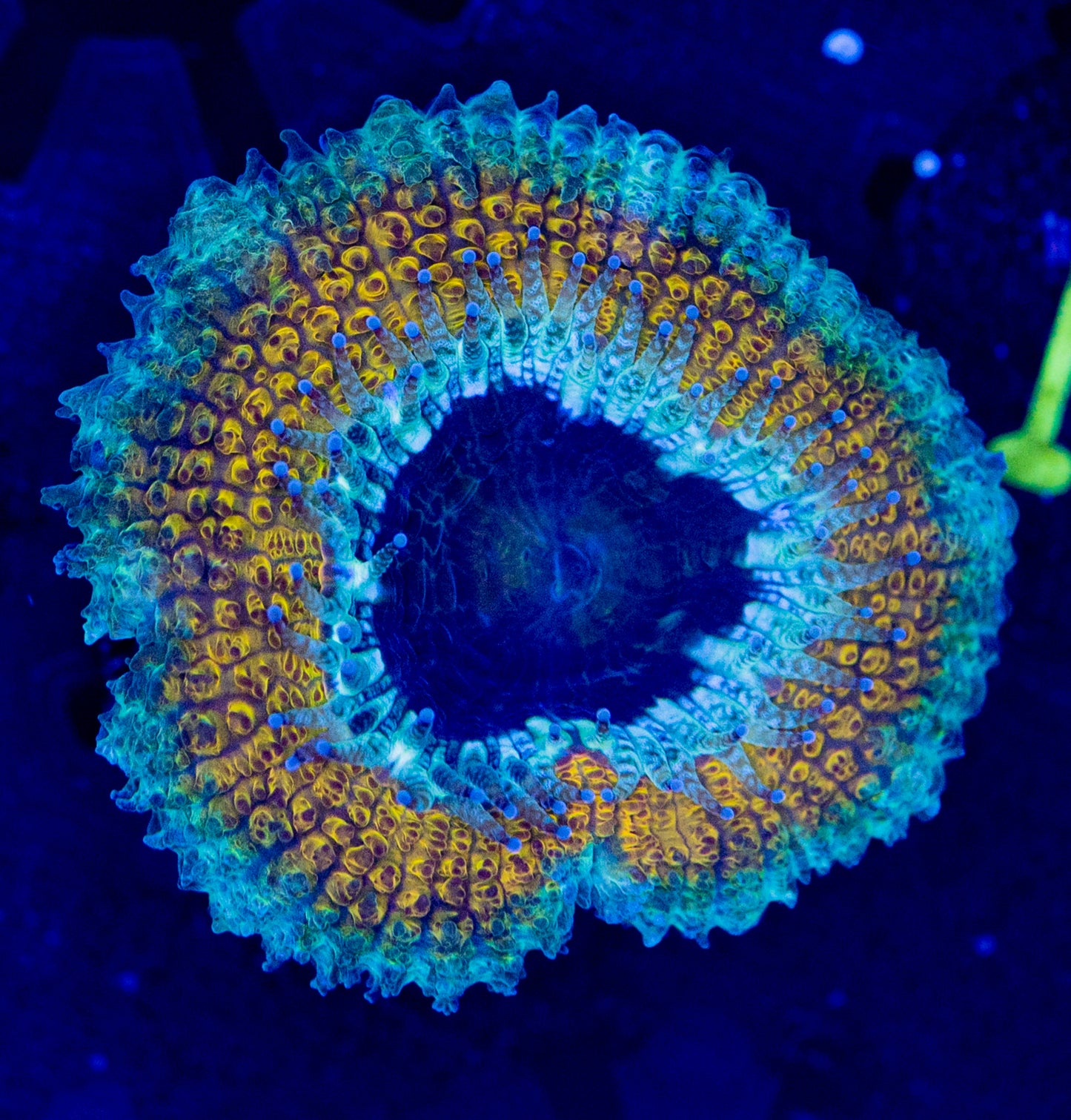 Acan WYSIWYG-L48