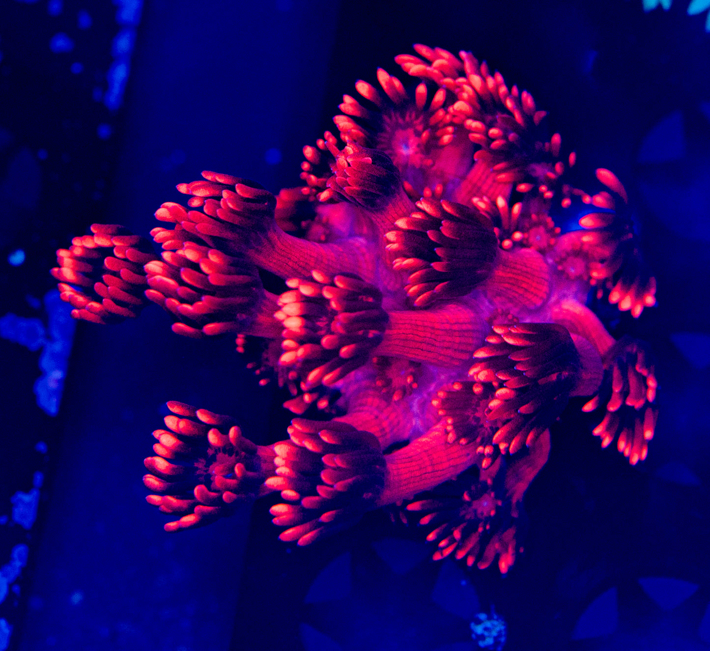 Red Goni WYSIWYG-C46