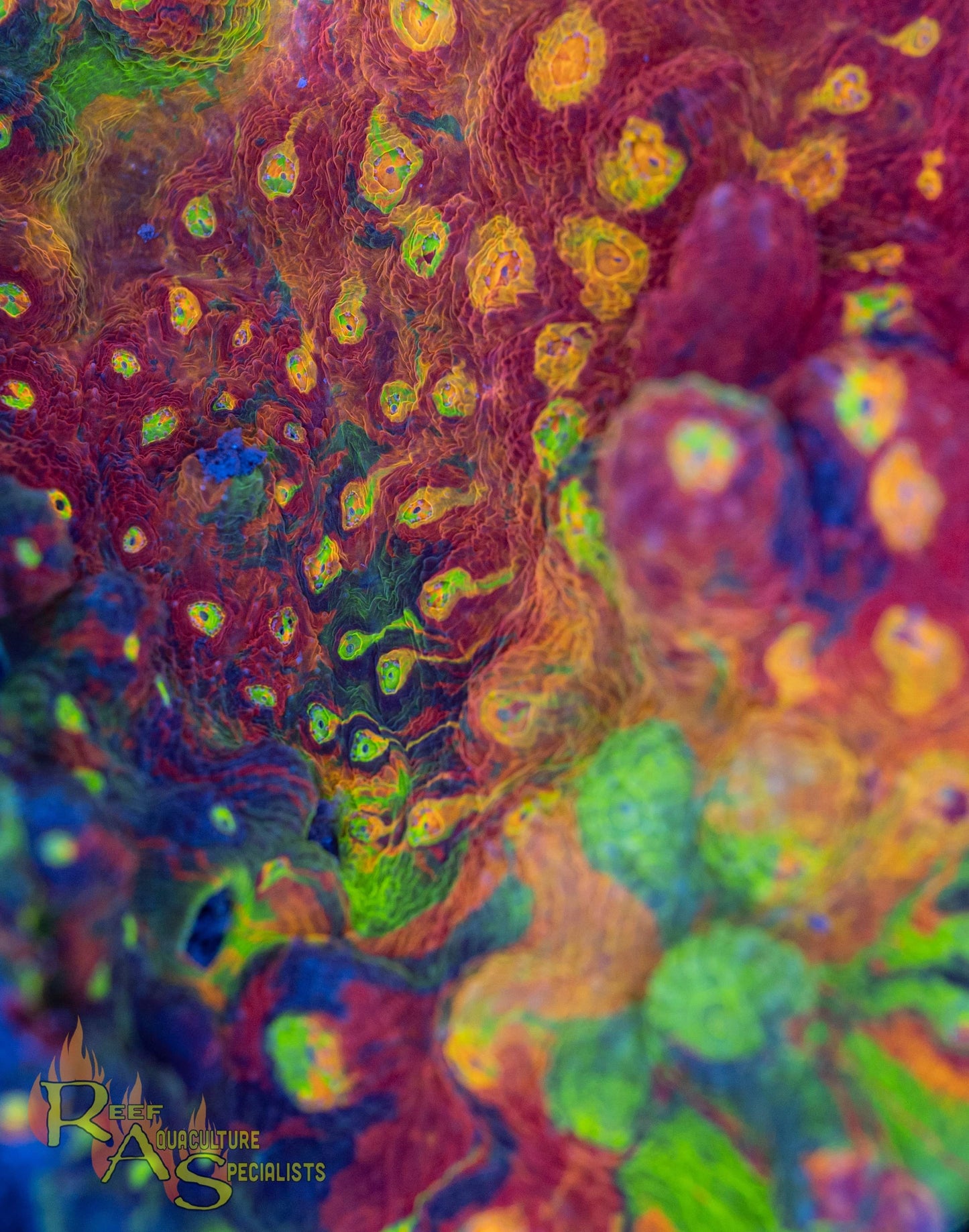 RAS Galactic Acid rainbow chalice