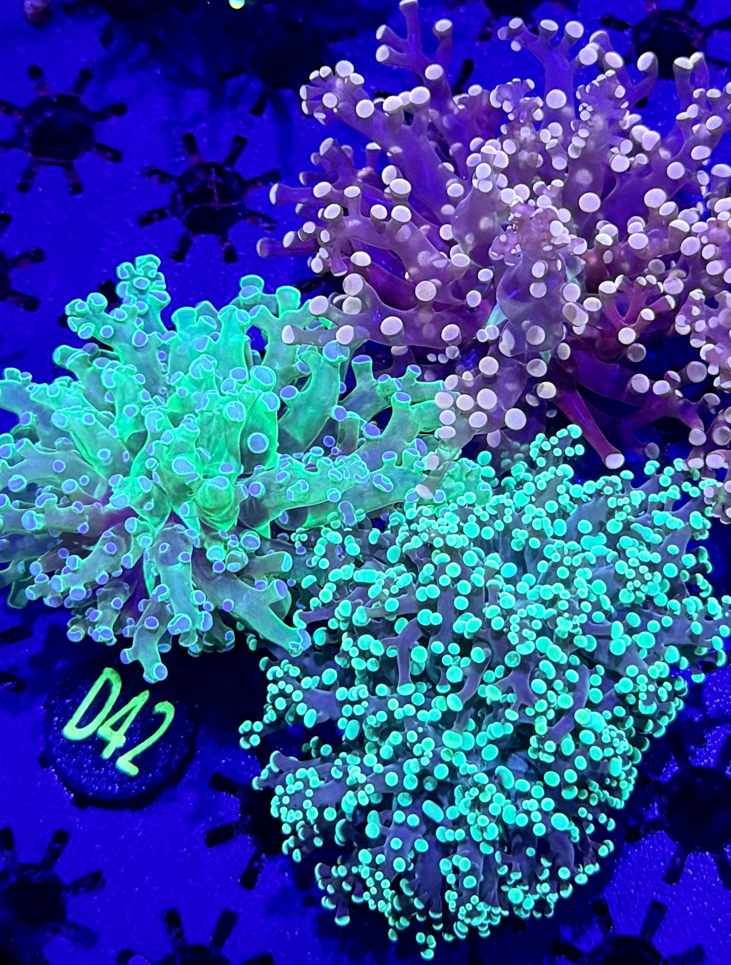 3 frogspawn pack #D42