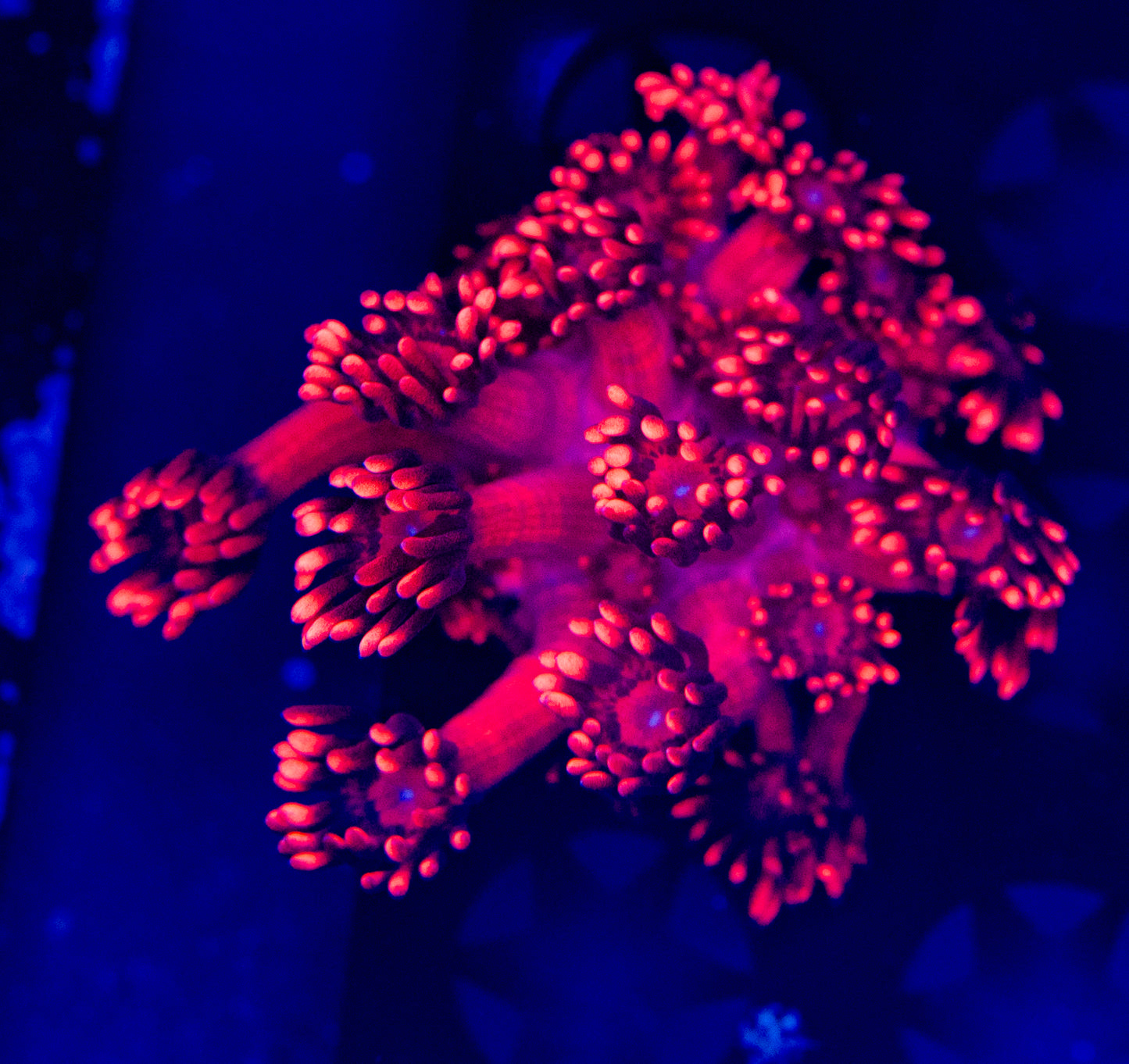 Red Goni WYSIWYG-A44