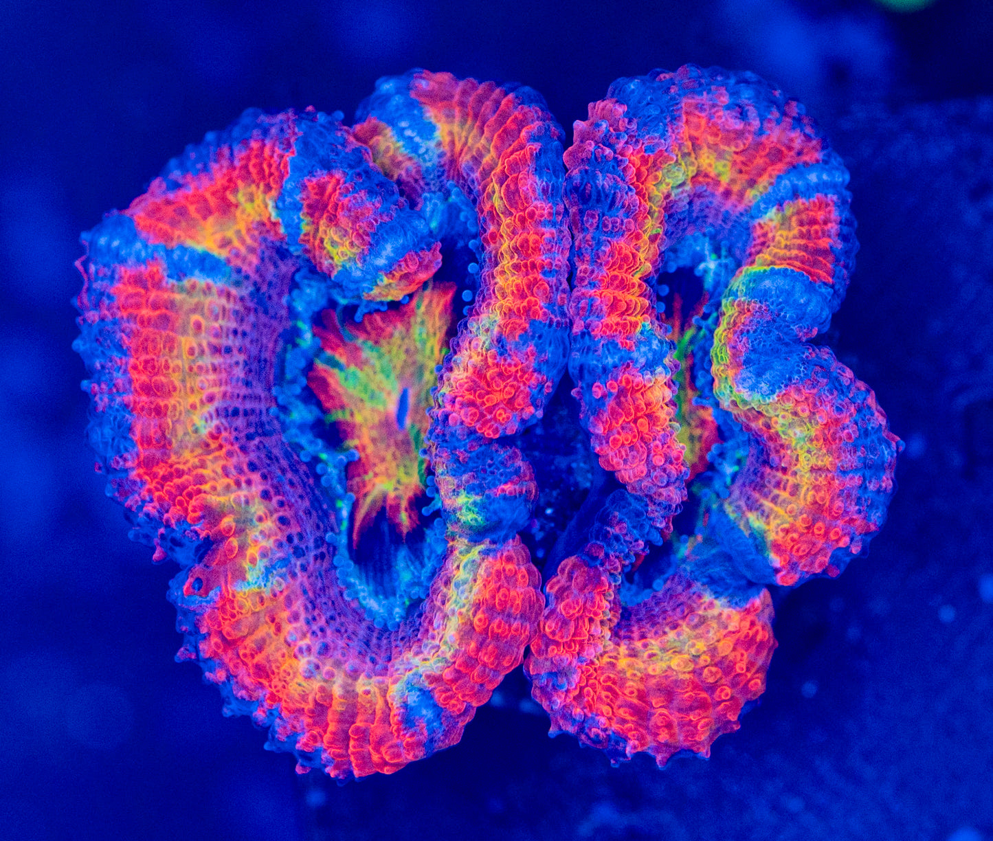 Rainbow Acan WYSIWYG-L65