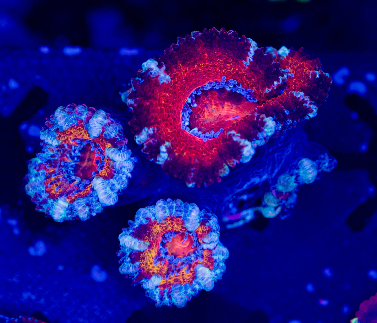 Rainbow Acan WYSIWYG-K09