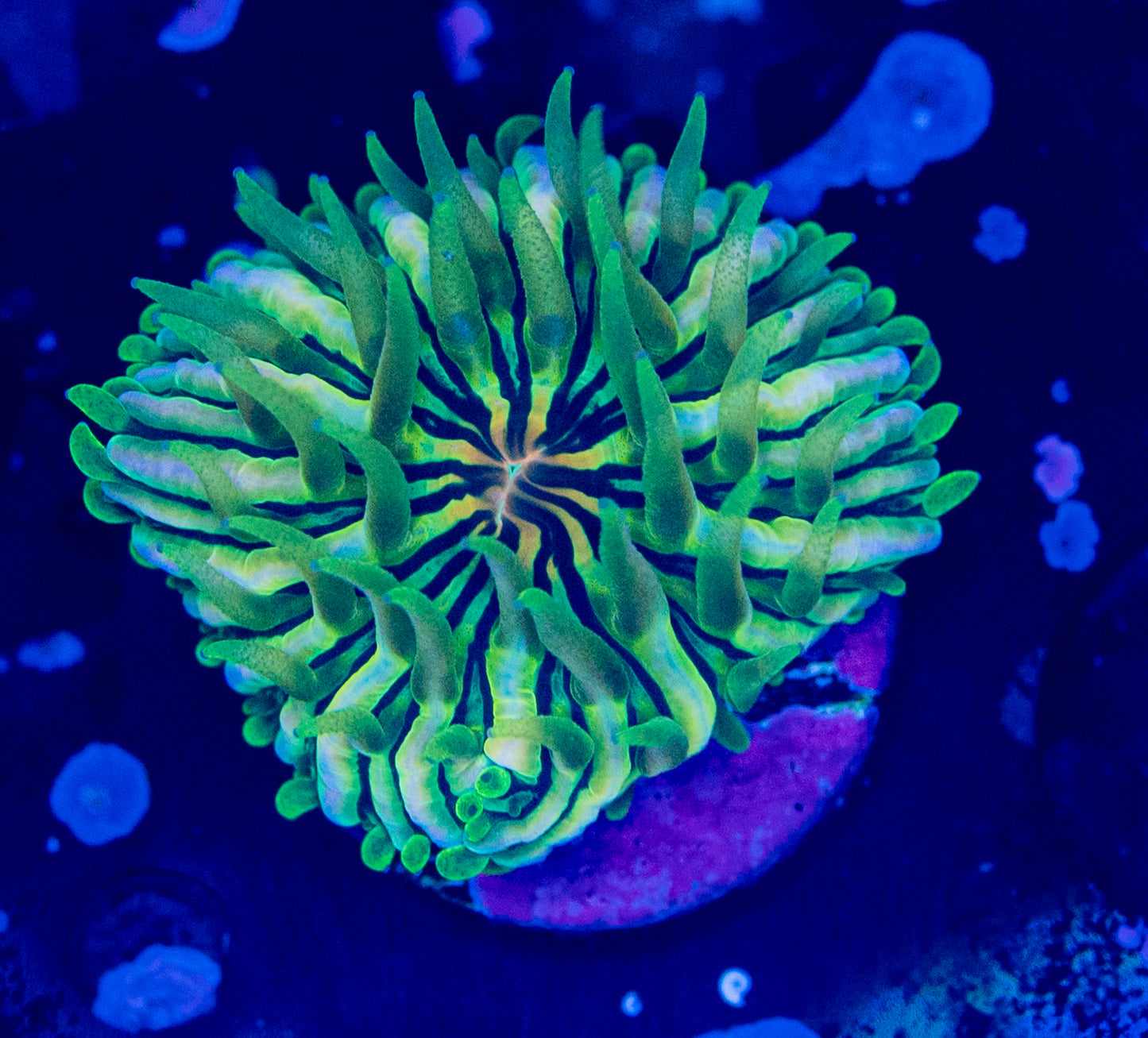 Aquaculture Rainbow Plate WYSIWYG-N31