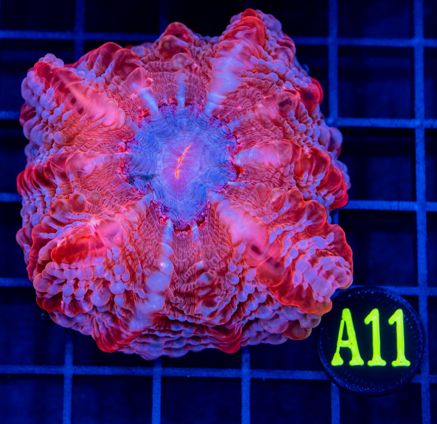 A11B Ultra colors Cynarina