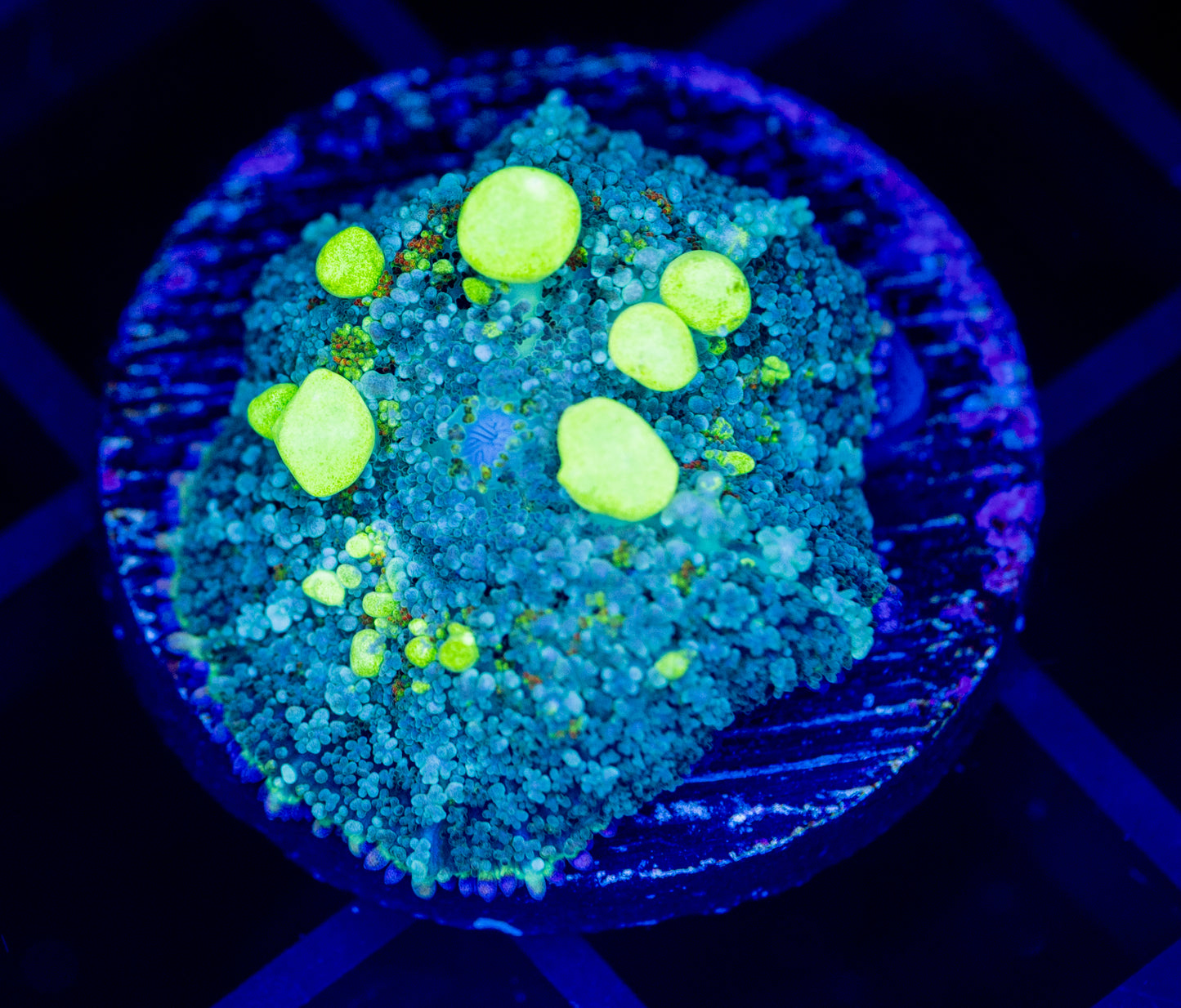 RAS Biohazard bounce