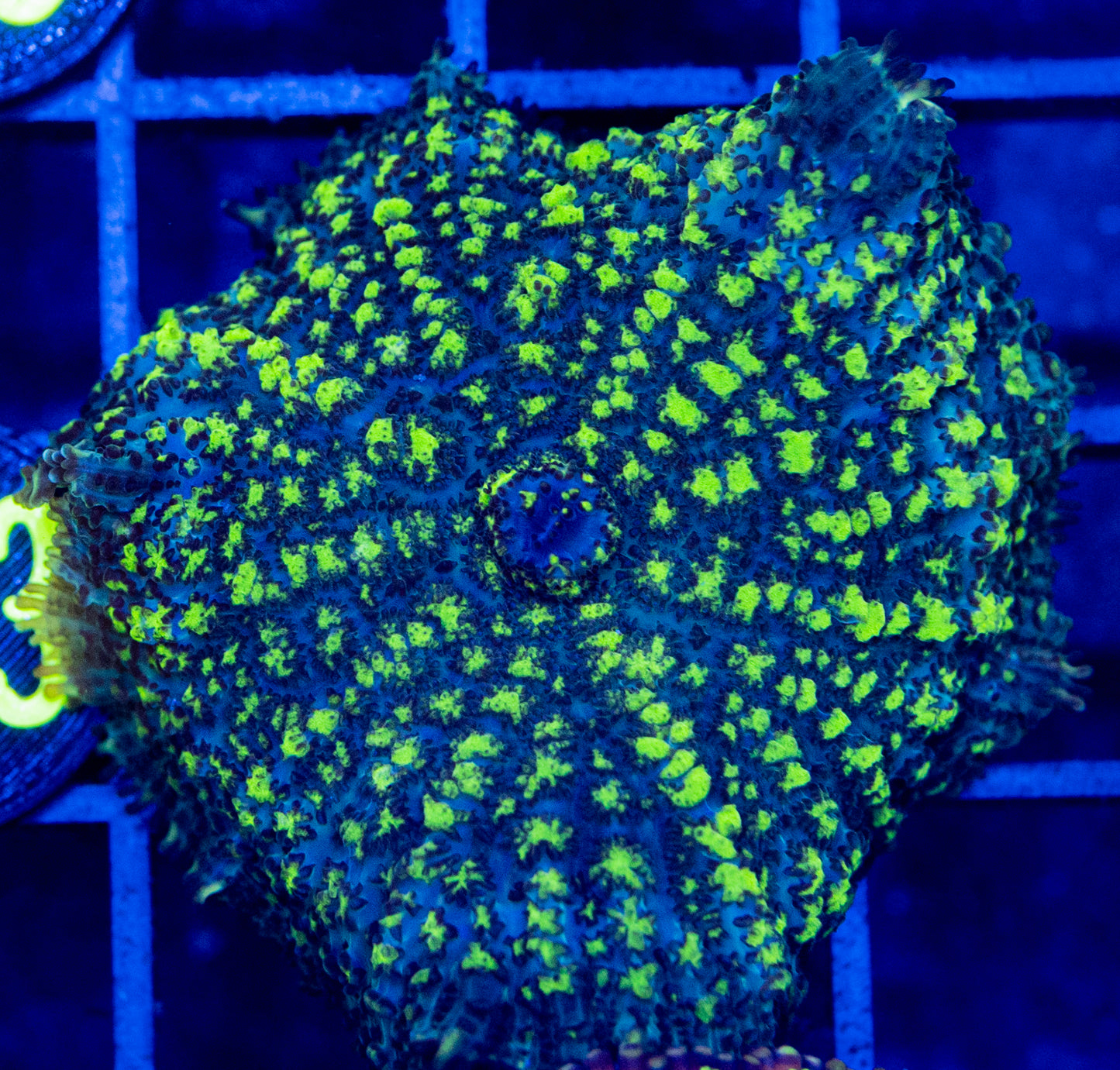 A14 B Uranium Bounce MUSHROOM