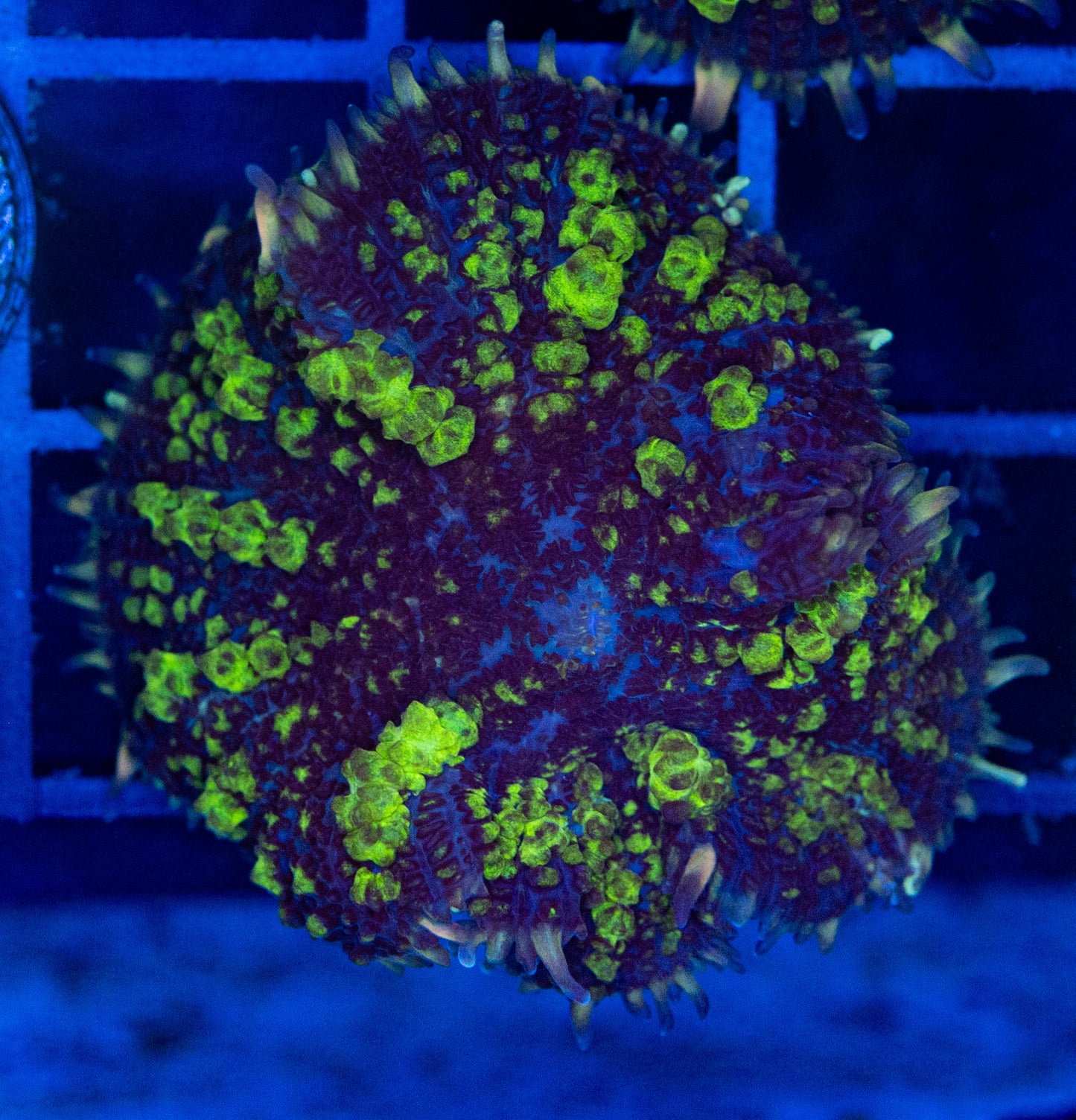 A15 B Toxic Bounce MUSHROOM