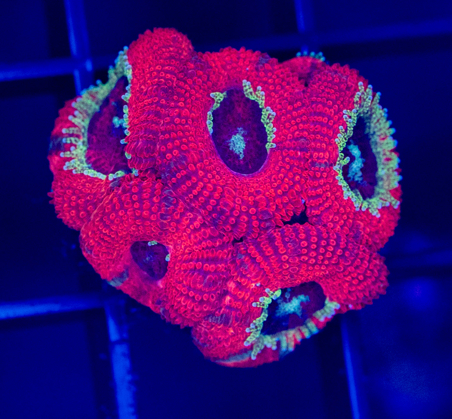 A15F MICROMUSSA