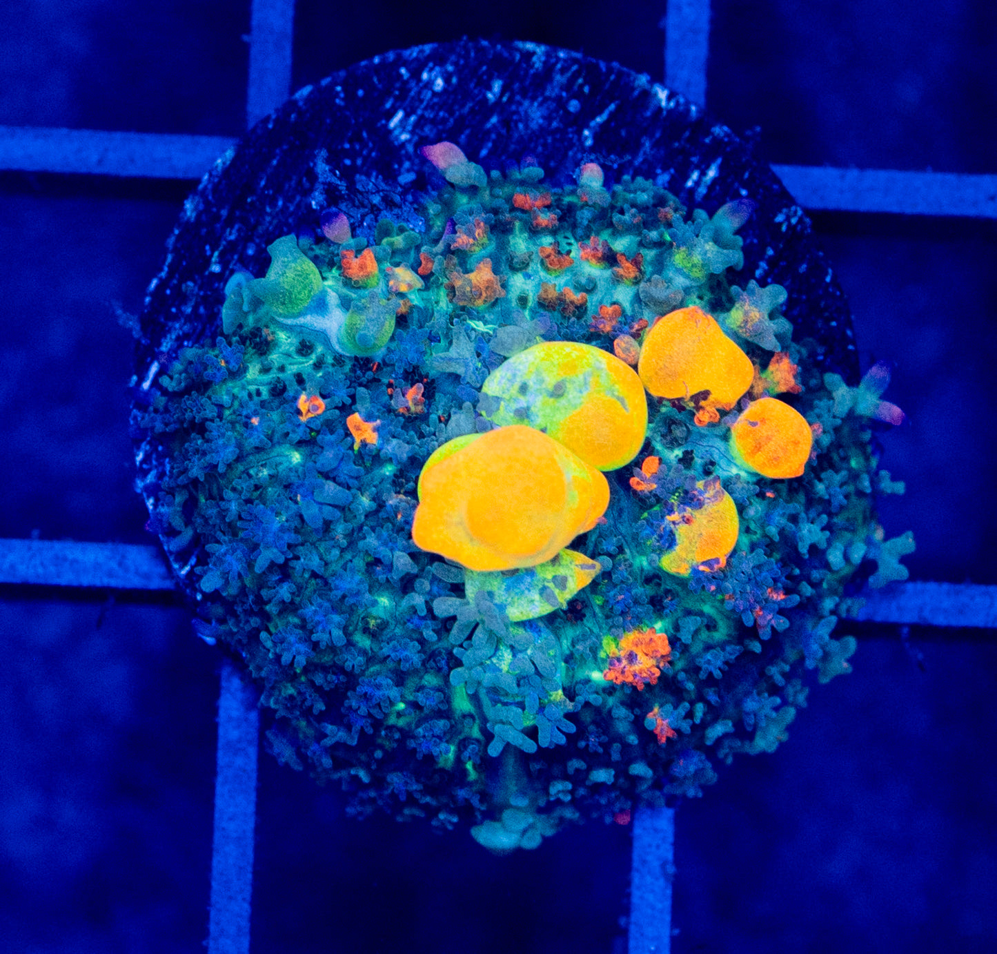 A19B OG BOUNCE Mushroom