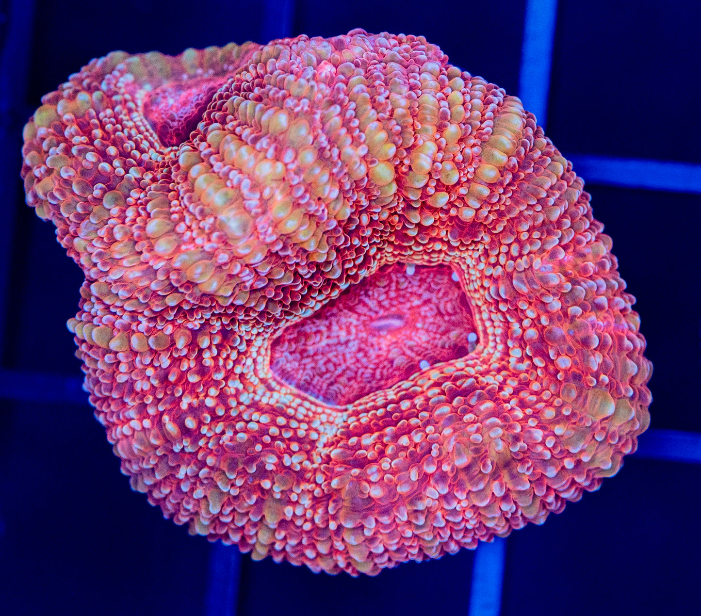 A38 Peach Passion BOWERBANKI