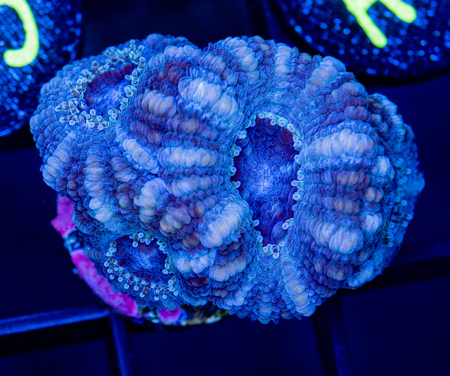 A43F ACAN
