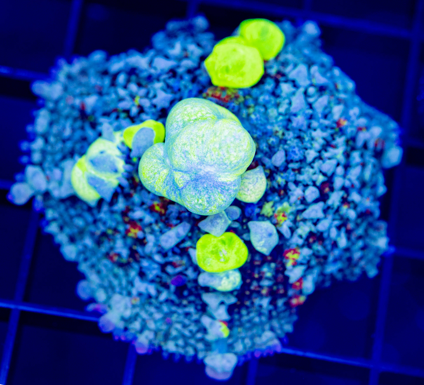 A44 F BIOHAZARD BOUNCE MUSHROOM