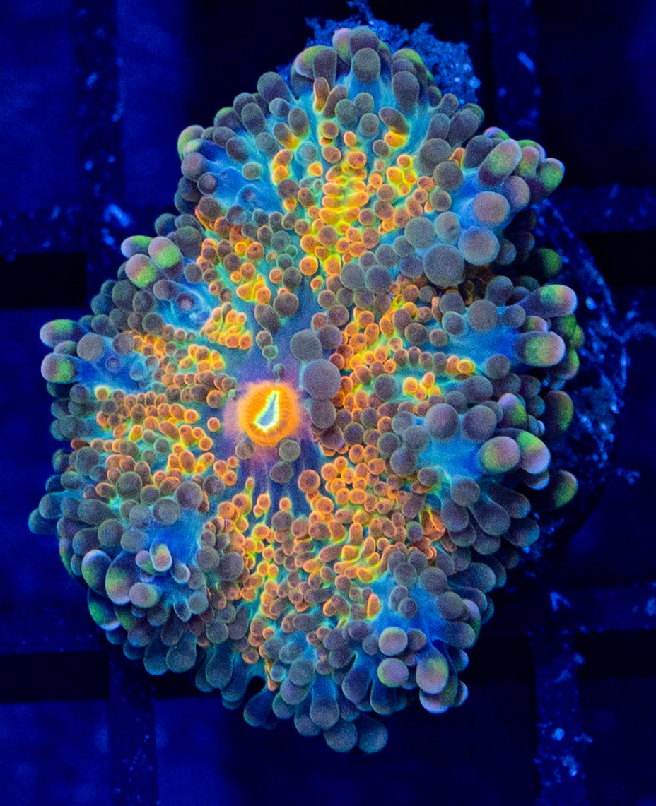 A4B Ultra Gold YUMA
