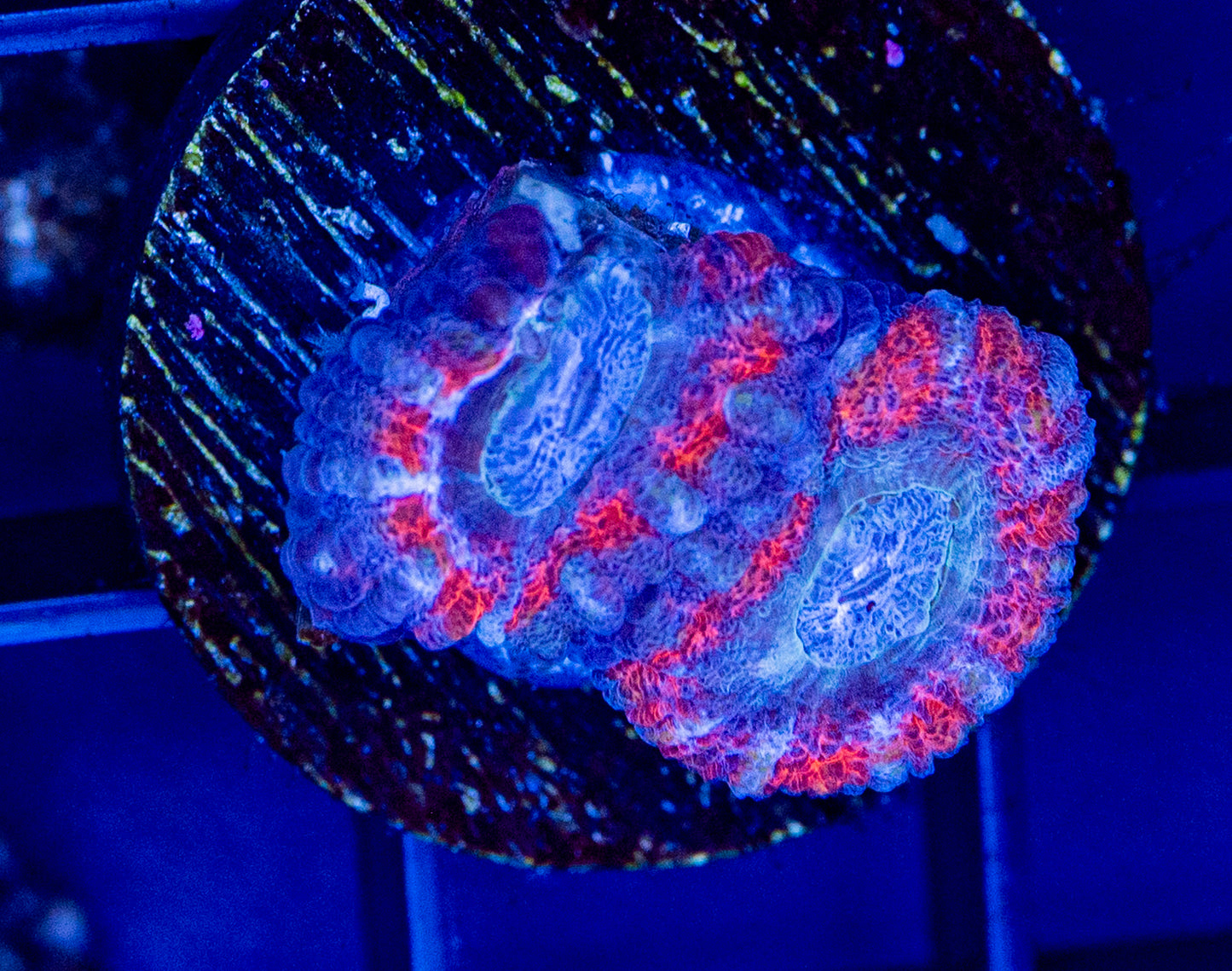 A53 Asian Acan WYSIWYG - Special
