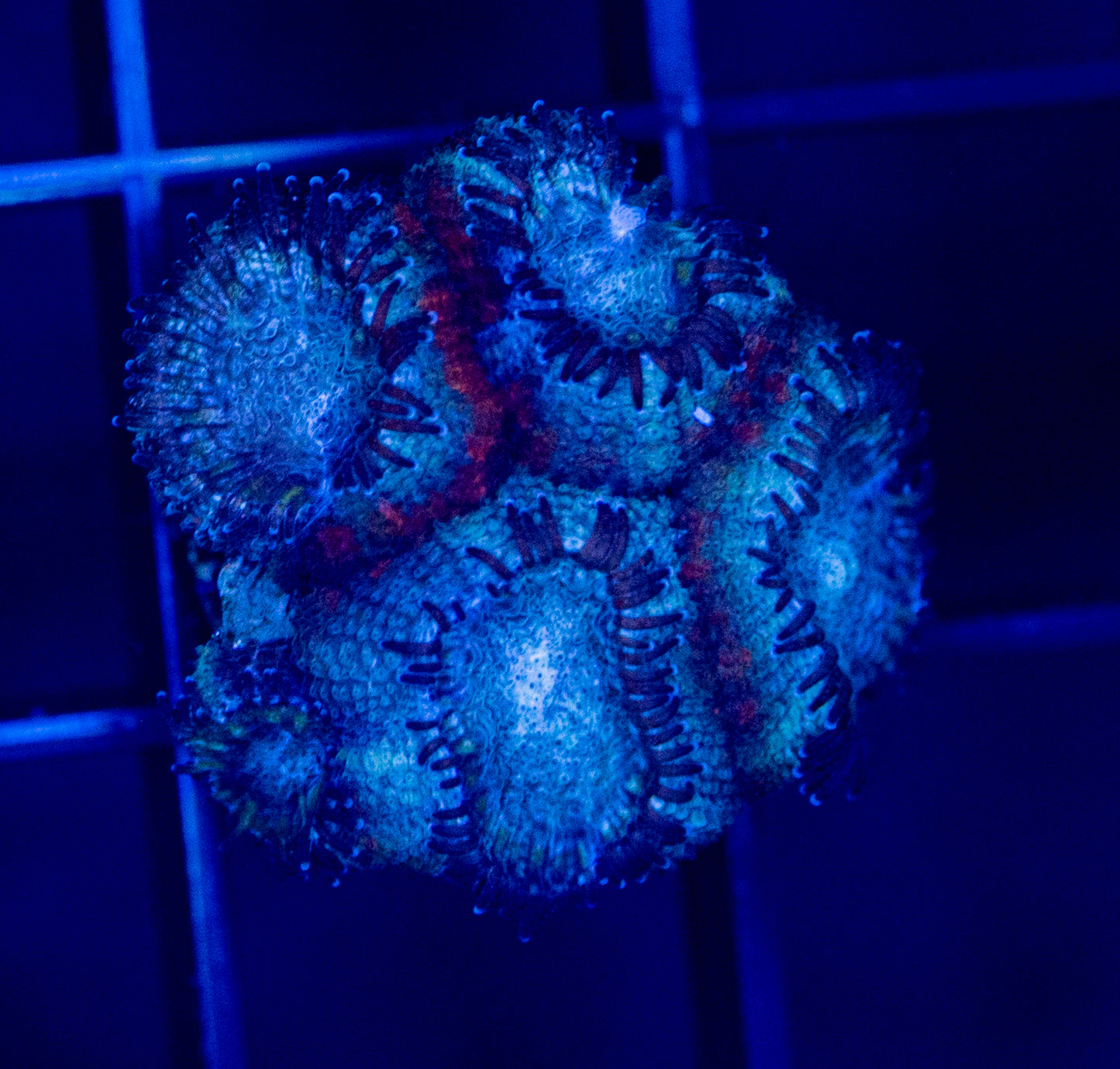 A55F MICROMUSSA