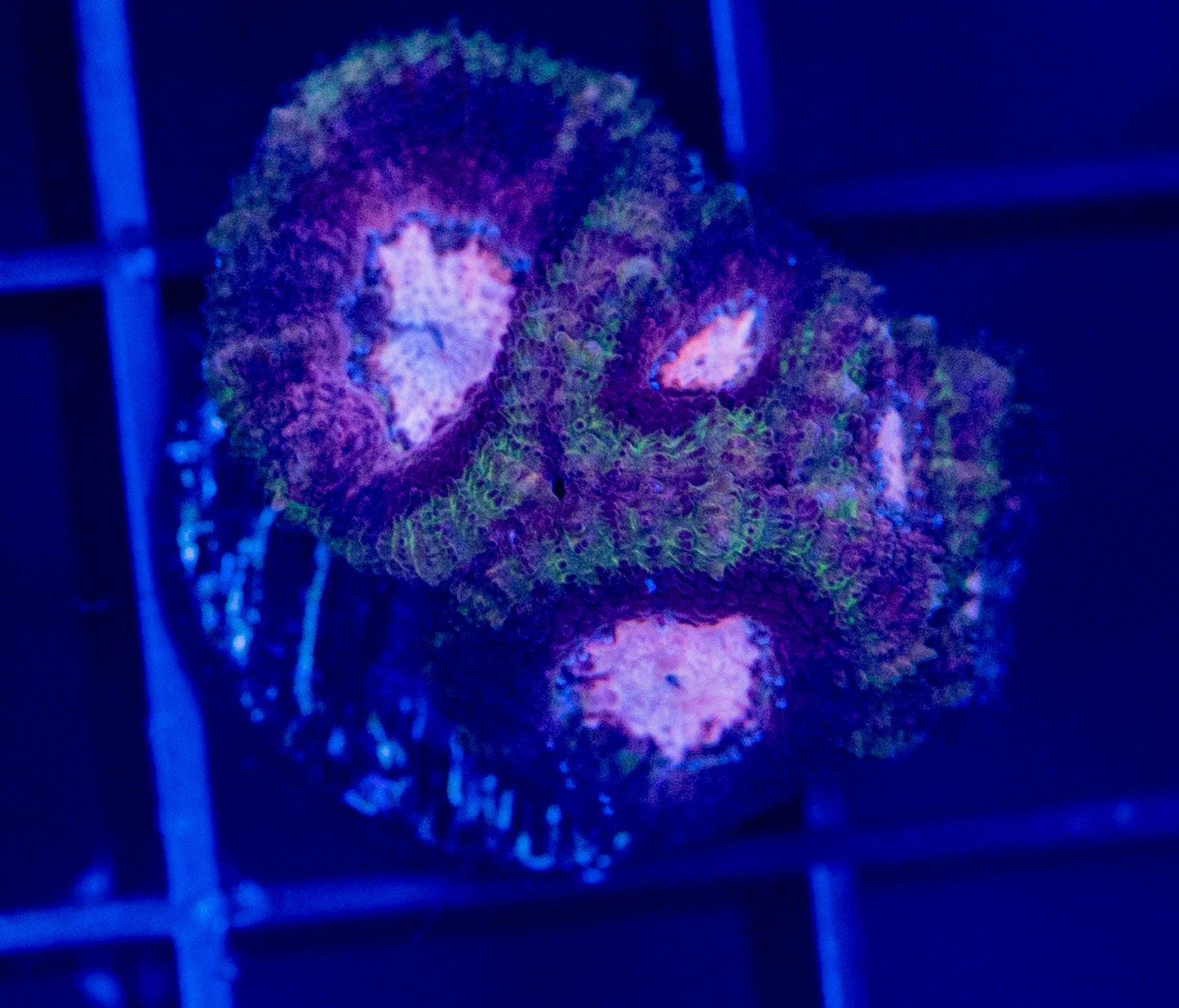 A56F MICROMUSSA