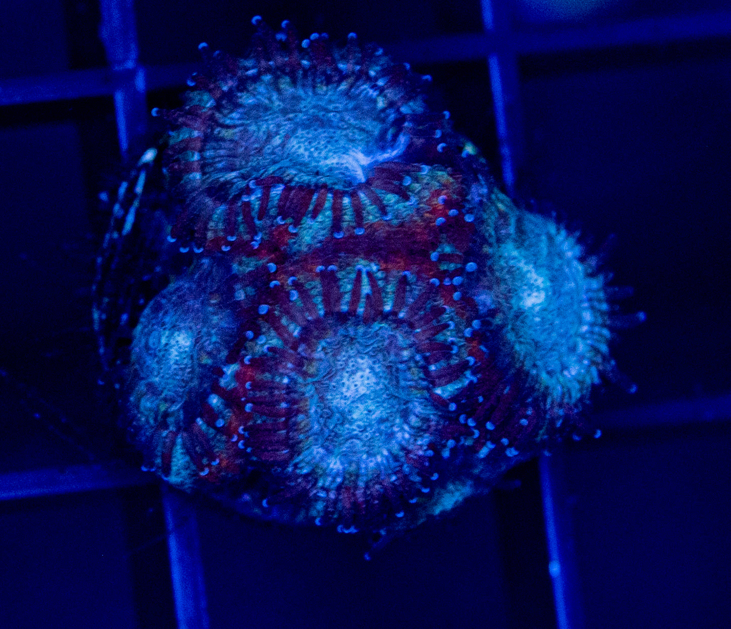 A57F Blue Teal MICROMUSSA