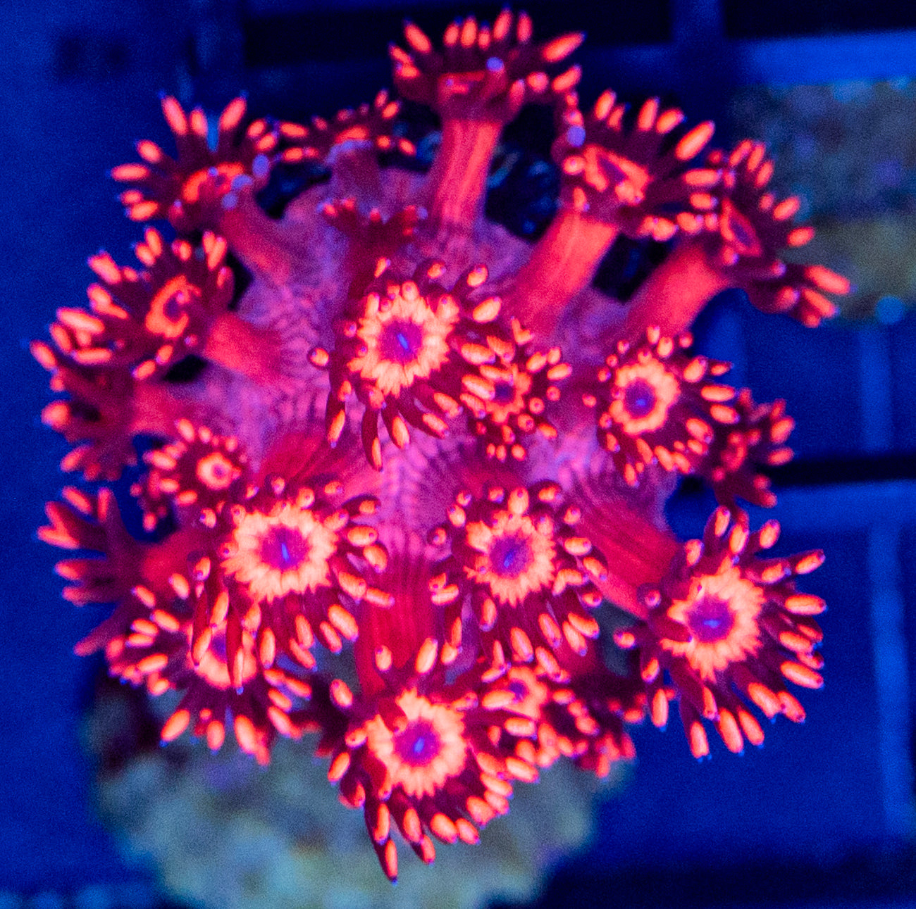 A66 Ultra Red GONI