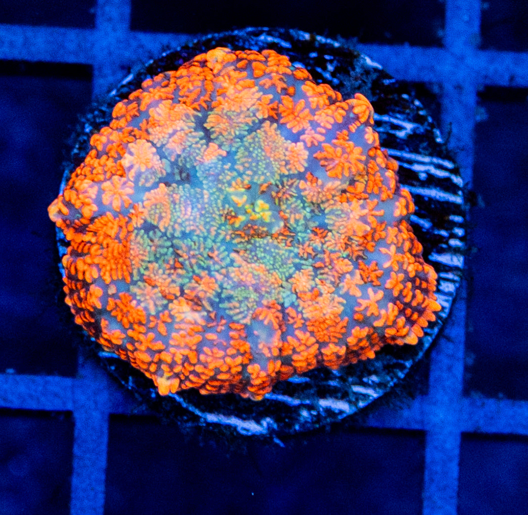 A8 B MUSHROOM