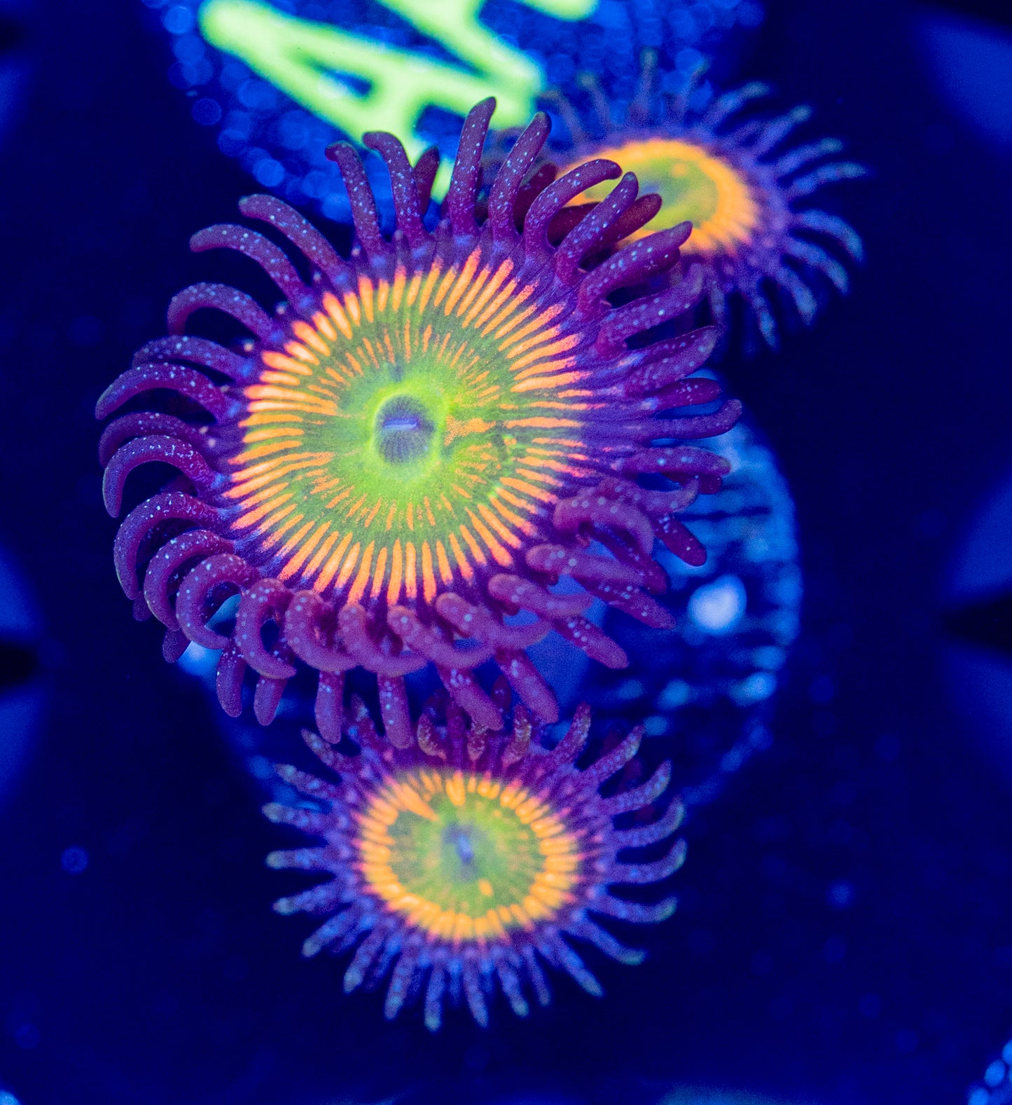 A11 SunnyD ZOA