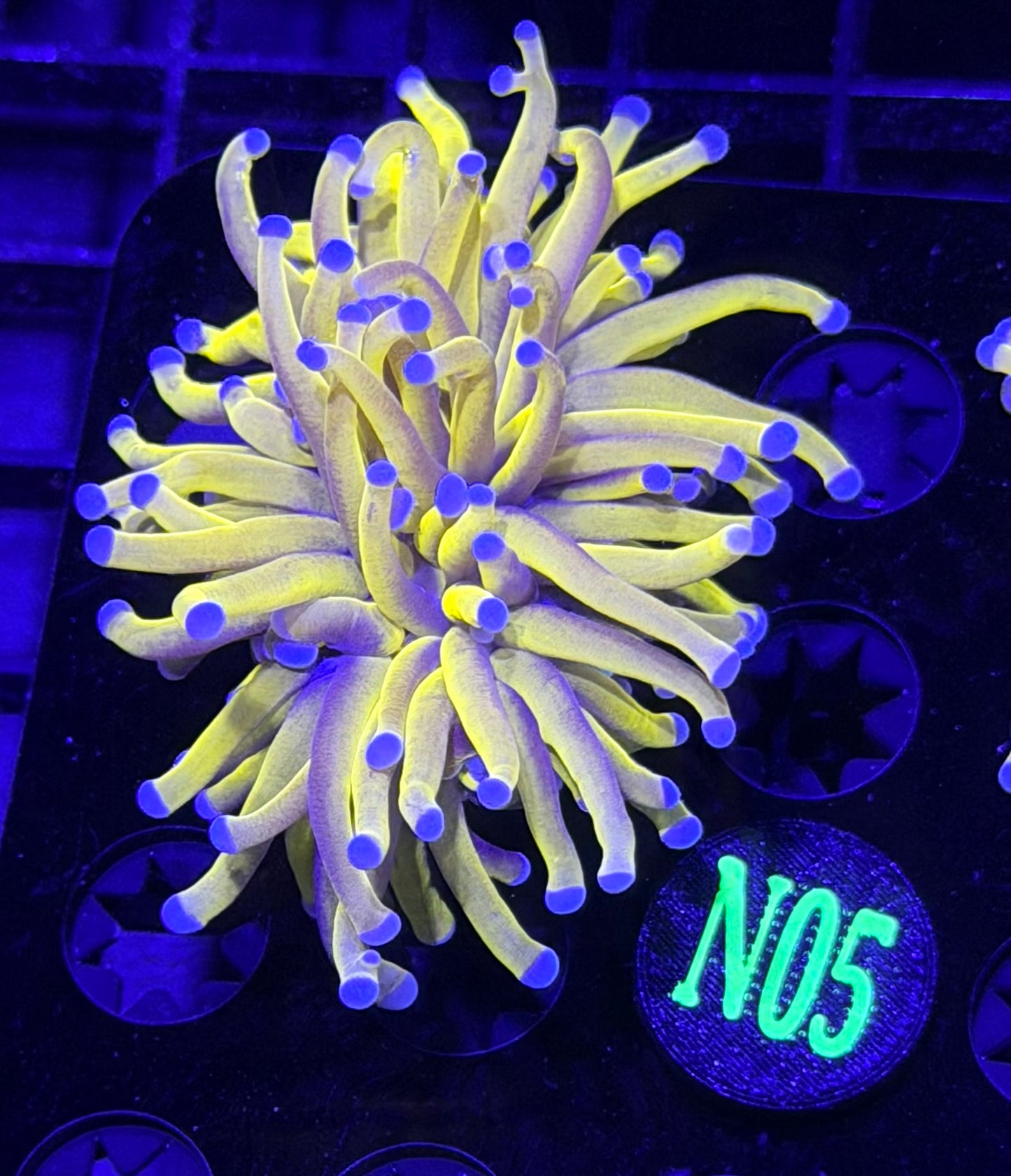 Full Gold Torch N05