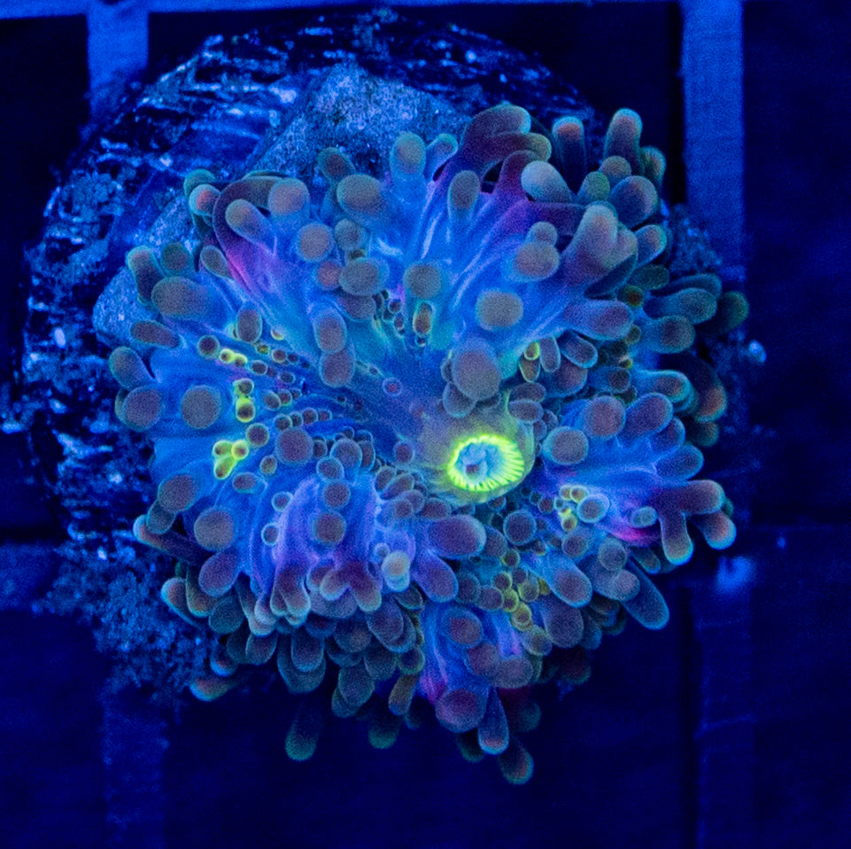 B04B YUMA Mushroom