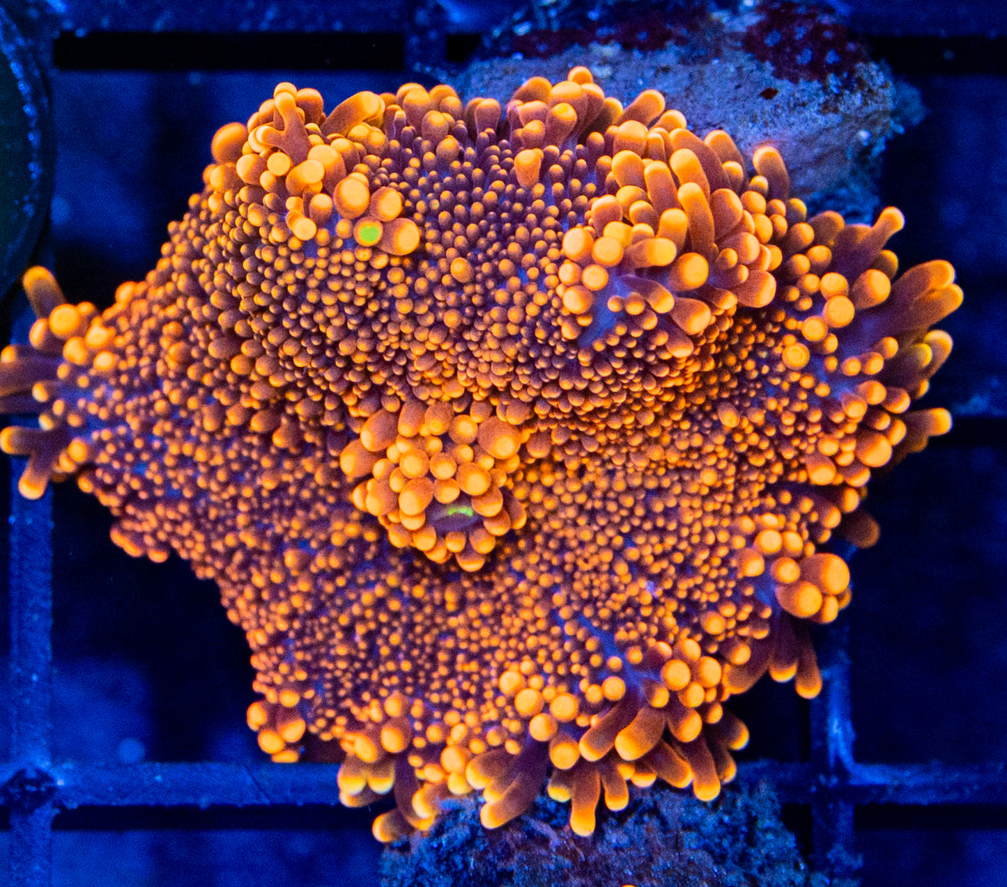 B09B Ultra Orange YUMA