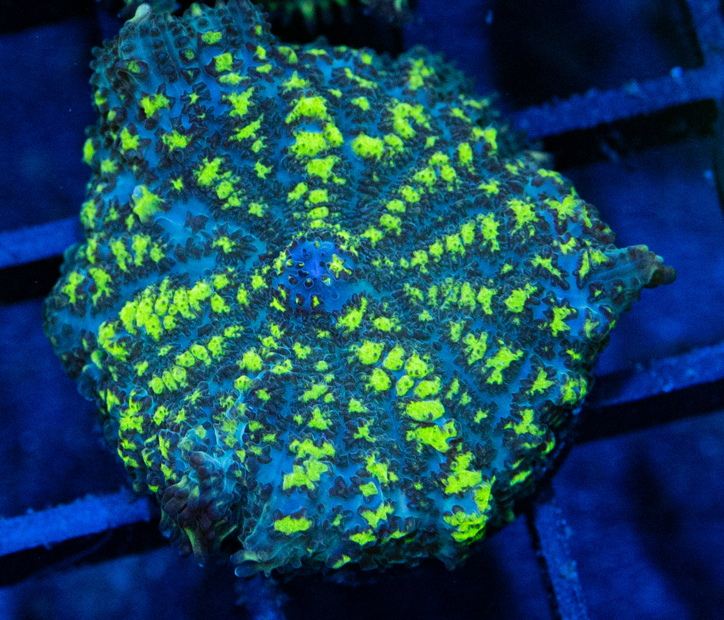 B10B URANIUM BOUNCE Mushroom
