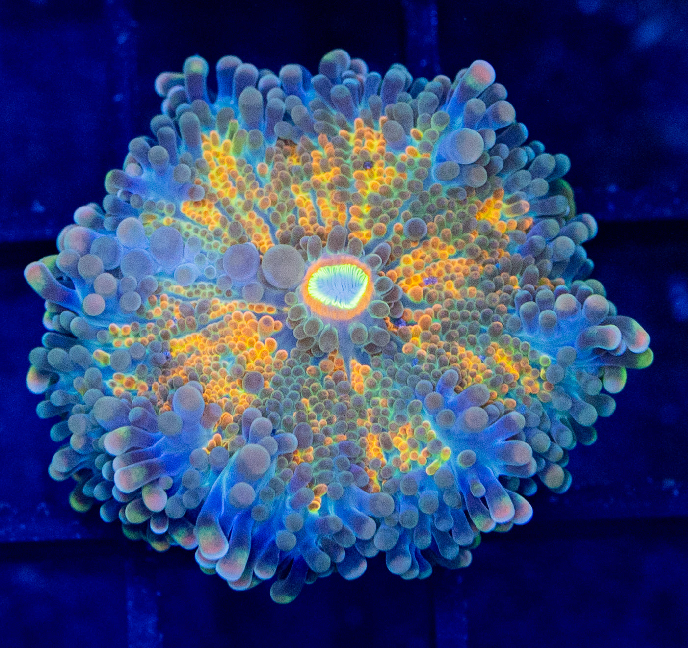 B14 B YUMA MUSHROOM