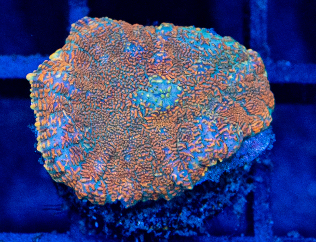 B18B MUSHROOM