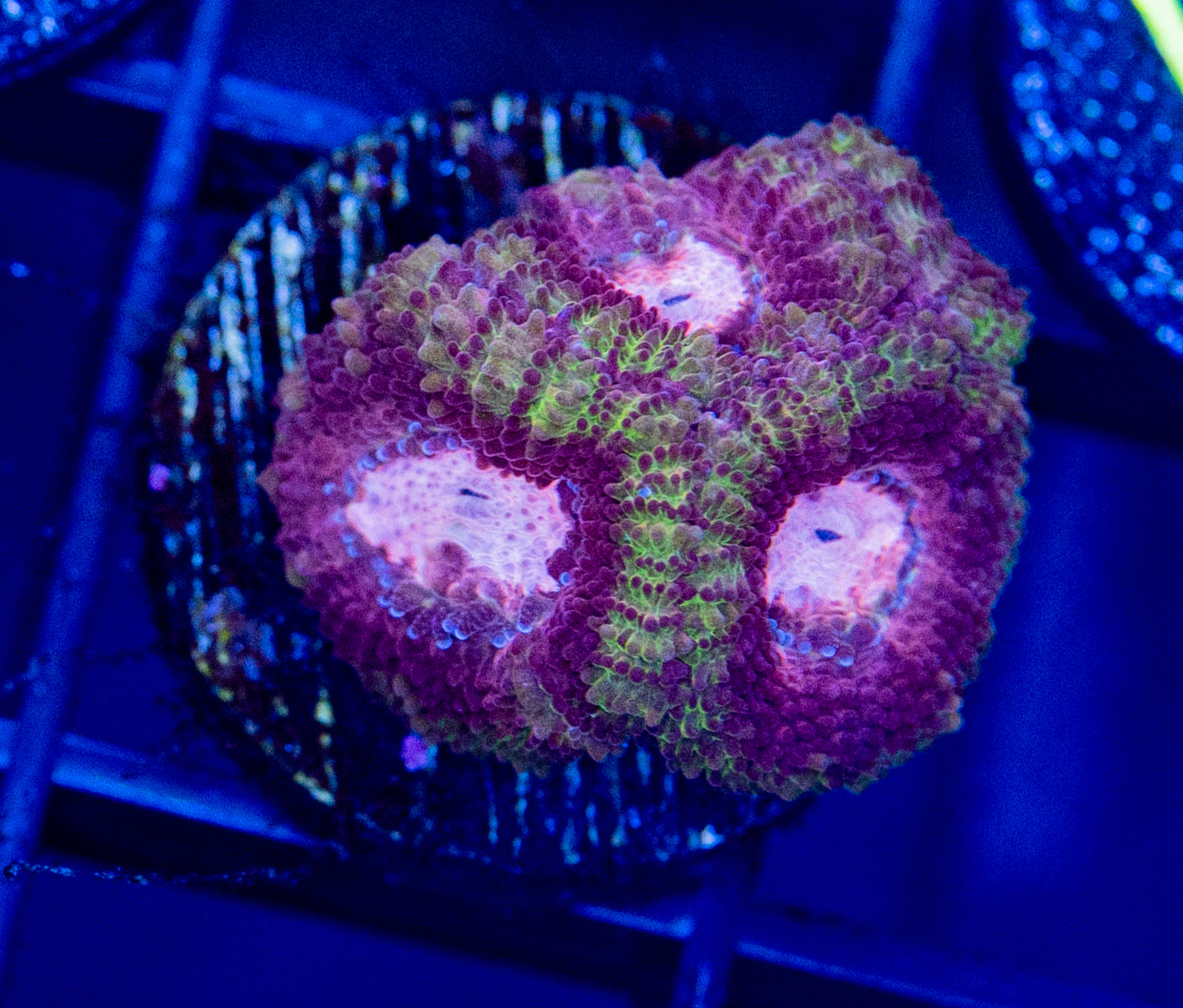 B33 F PINK DIAMOND MICROMUSSA