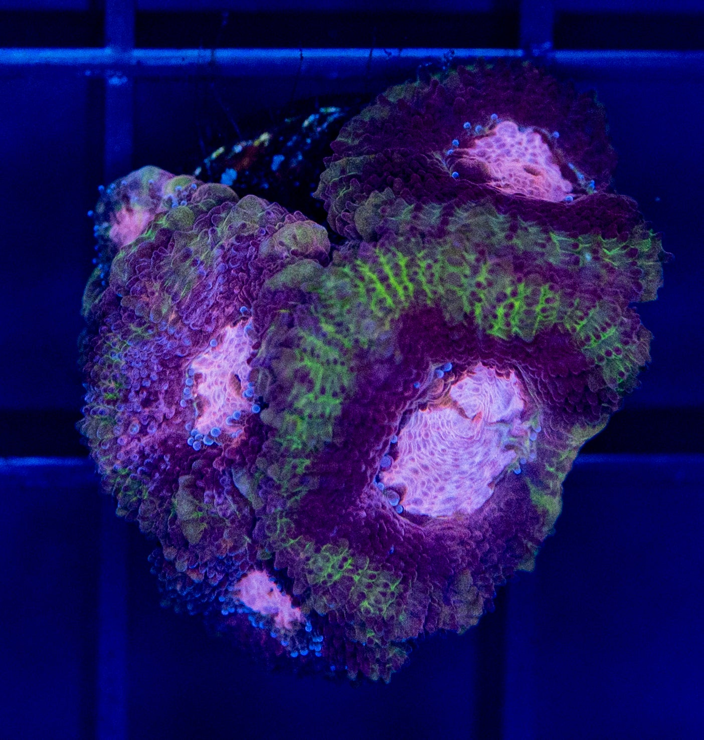 B49F Pink Diamond MICROMUSSA