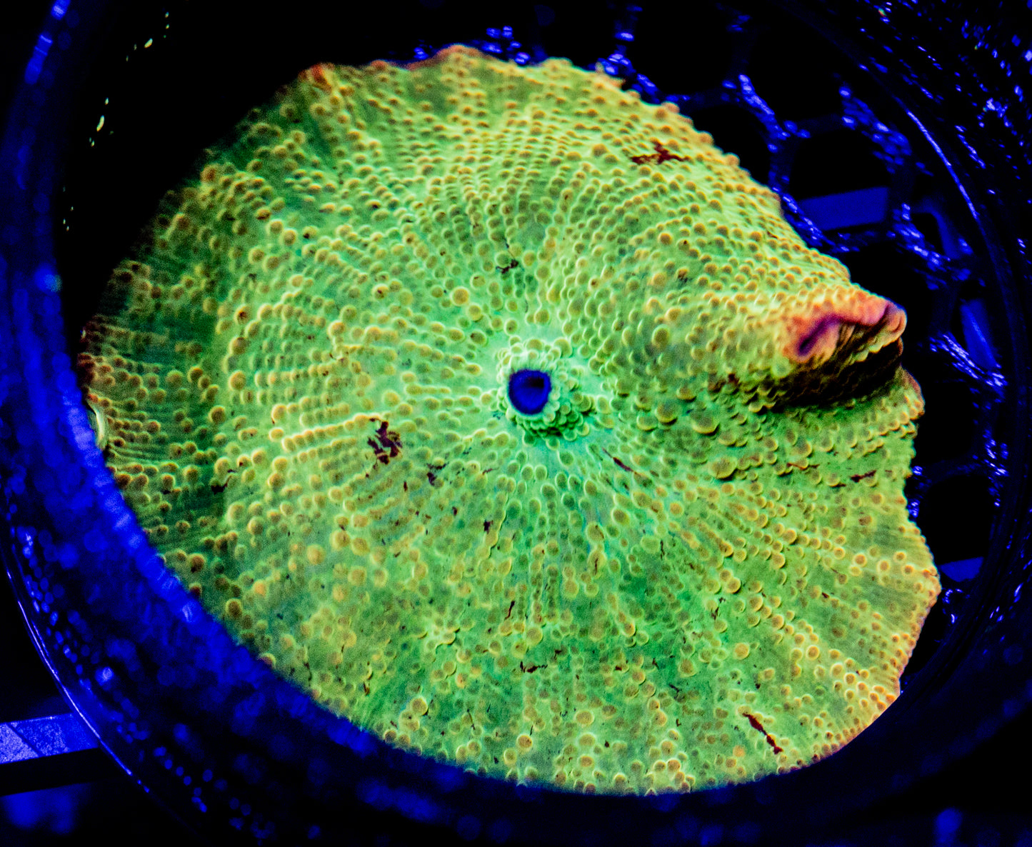 B54 JAWBREAKER WYSIWYG