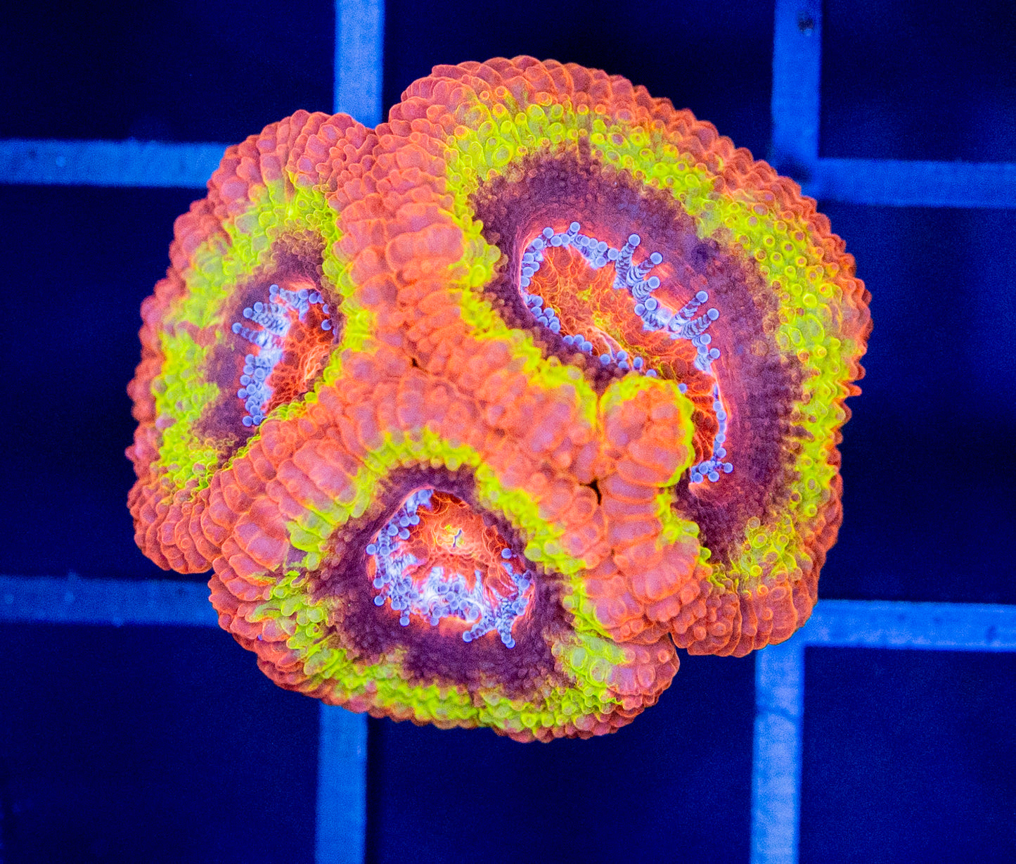 B62 REVERSE BLACKHOLE SUN ACAN
