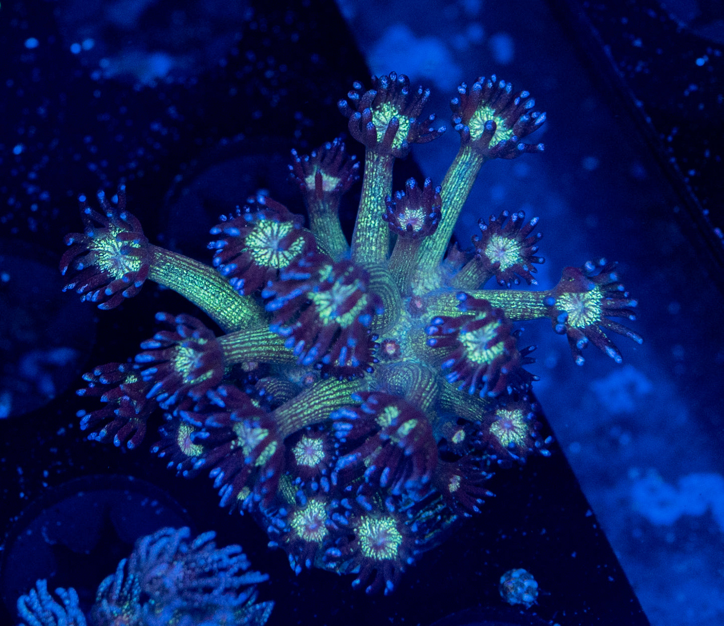 RAS Glue Tips Glitter Goni