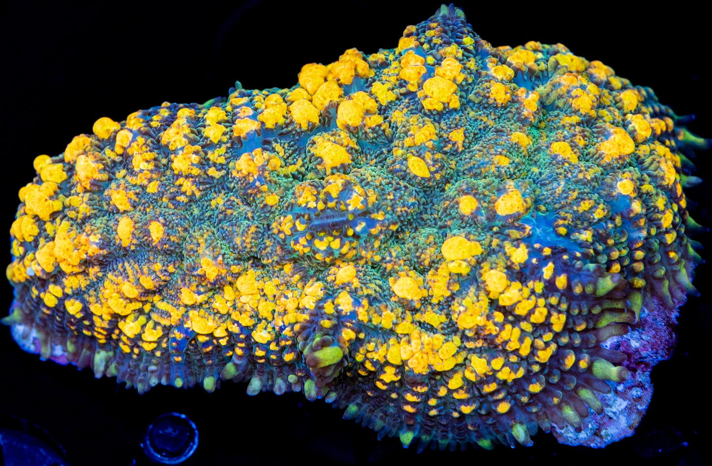 Maui Waui bounce mushroom