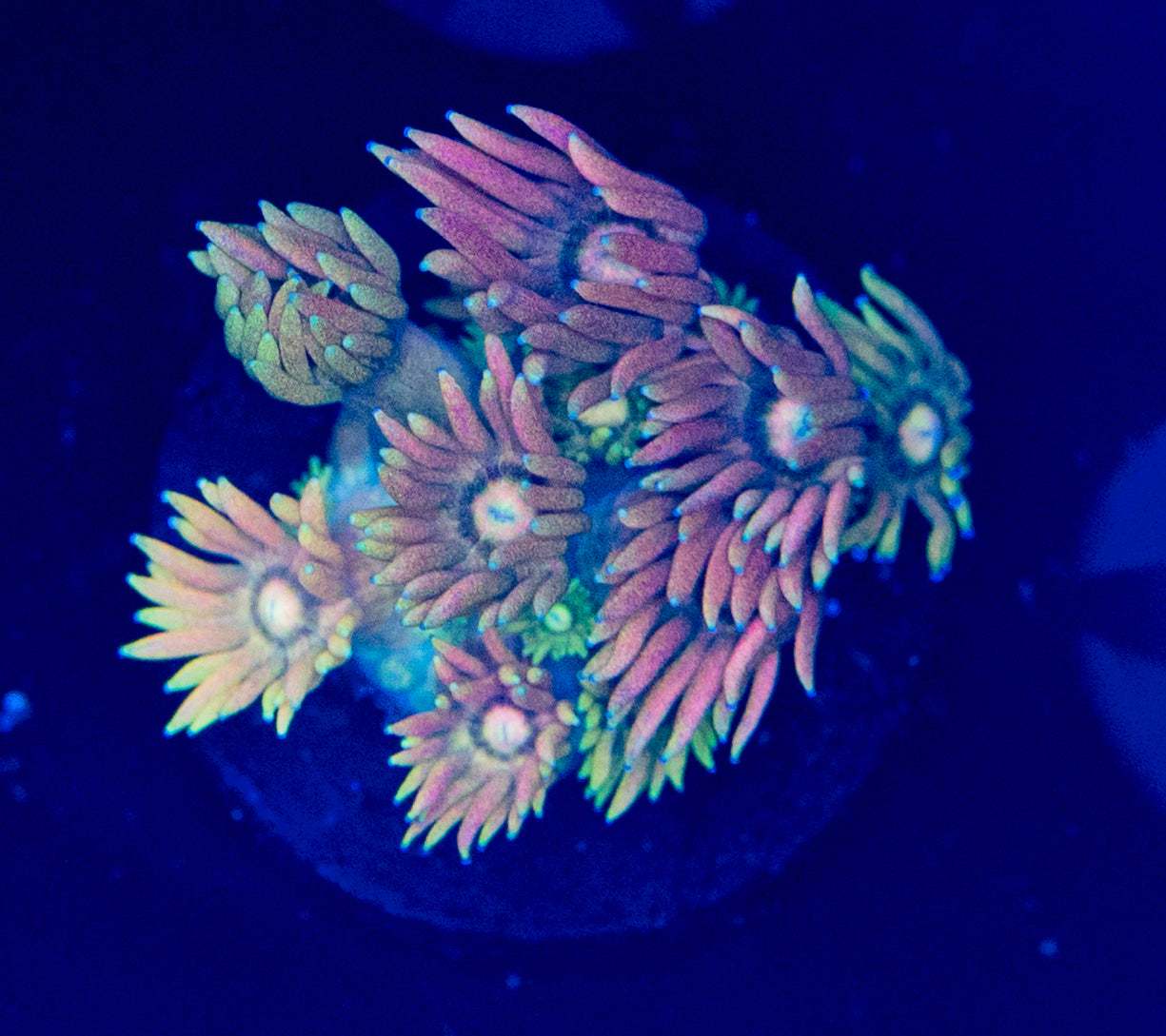 Rainbow Goni WYSIWYG -W02