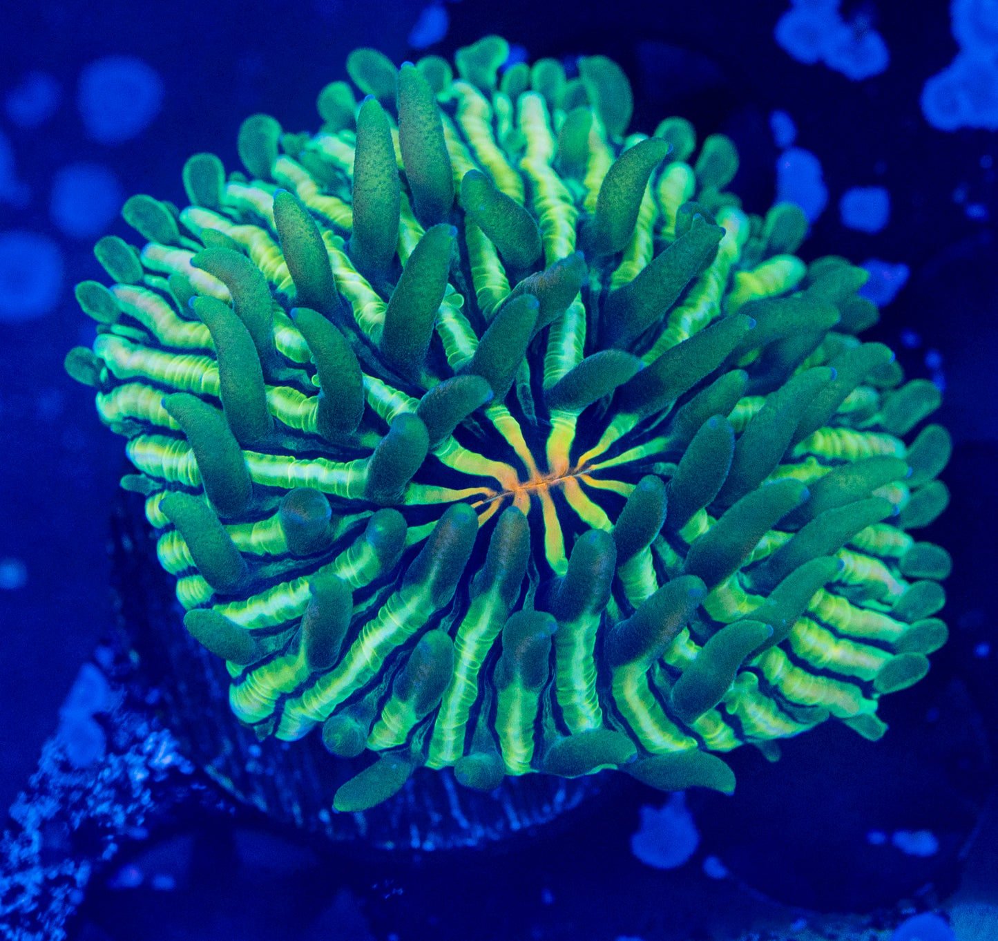 Aquaculture Rainbow Plate WYSIWYG-N46