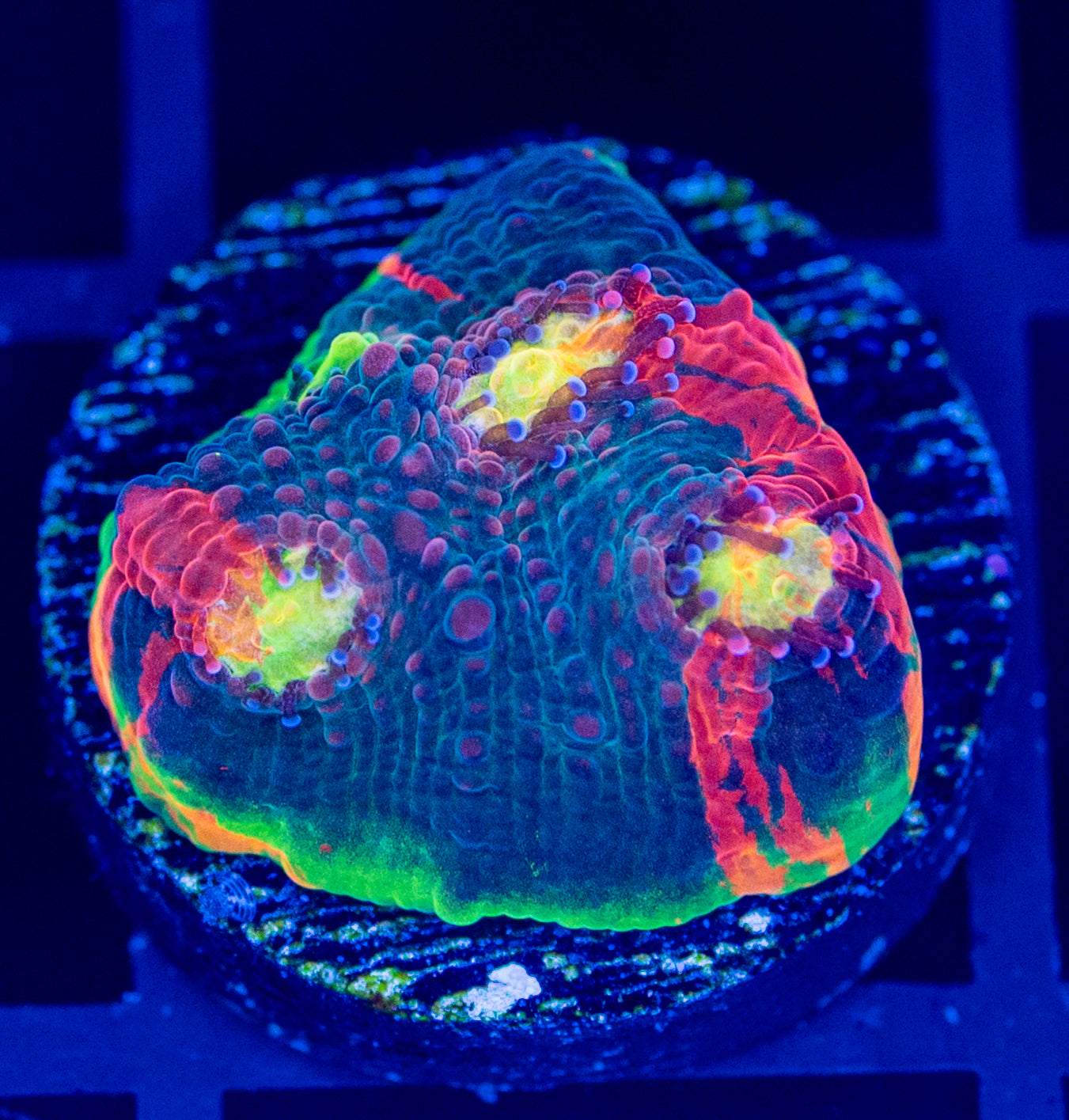 Rainbow Fuego Chalice