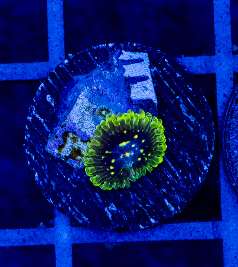 C08 EXOSPHERE ZOA