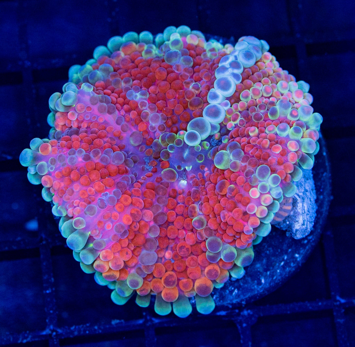 C10B Malaysian Bubbleyum YUMA