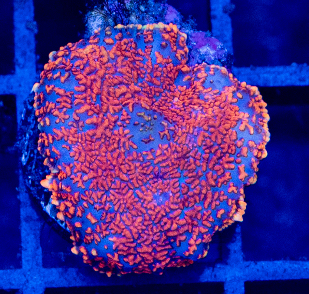 C13B MUSHROOM