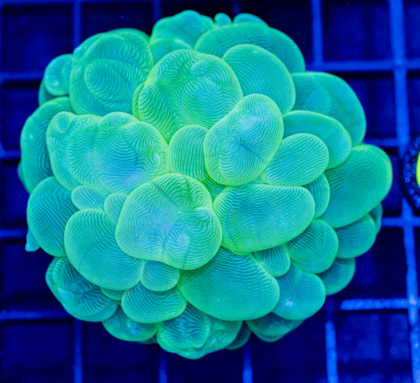 C20B BUBBLE CORAL